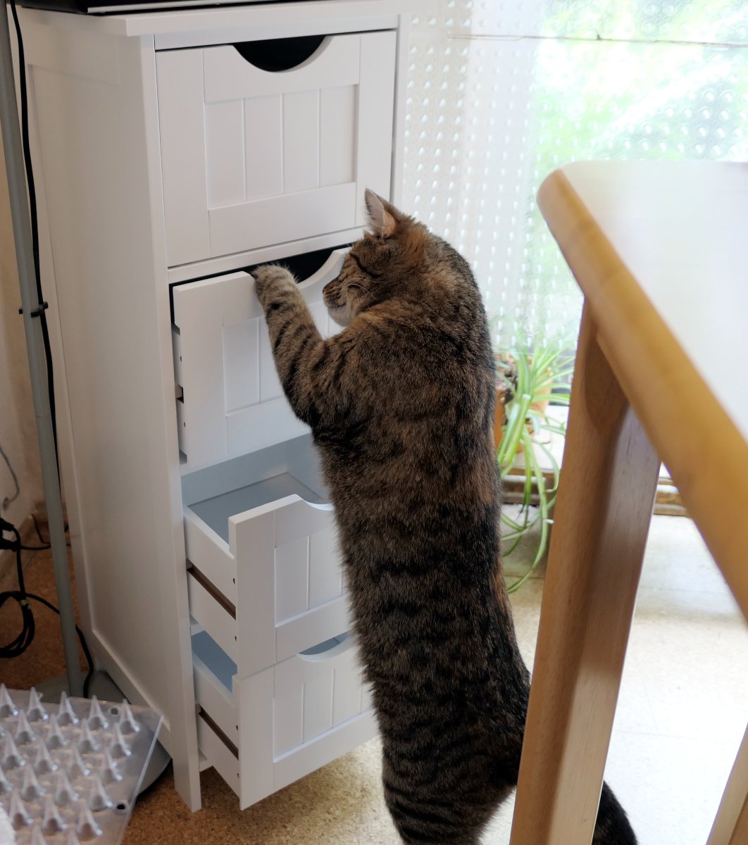 Katze Lilly steht auf den Hinterpfoten vor einem weißen Schubladenschrank und zieht konzentriert die dritte Schublade von unten auf. Die neugierige Tigerkatze untersucht aufmerksam das Versteck auf der Suche nach einer Belohnung. Lilly-20260531a