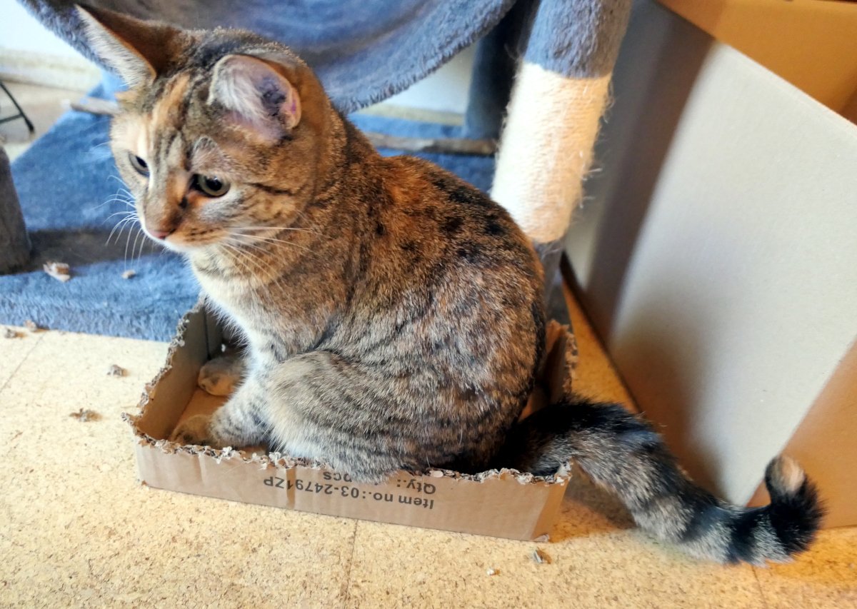 Katze Lilly hockt in einem kleinen, flachen Pappkarton vor ihrem Katzenbaum. Die Ränder des Kartons sind bereits stark zerbissen und ausgefranst – deutliche Spuren von Lillys ausgiebiger „Katzenkonfetti-Produktion“. Ihr langer geringelter Schwanz liegt seitlich neben dem Karton. Lilly-20260812a
