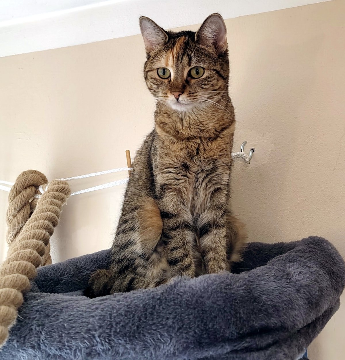 Katze Lilly sitzt aufrecht und aufmerksam auf der obersten, grau gepolsterten Liegefläche ihres Katzenbaums. Mit großen grünen Augen blickt sie konzentriert in den Raum; neben ihr sind dicke Kletterseile zu sehen. Lilly-20260901a