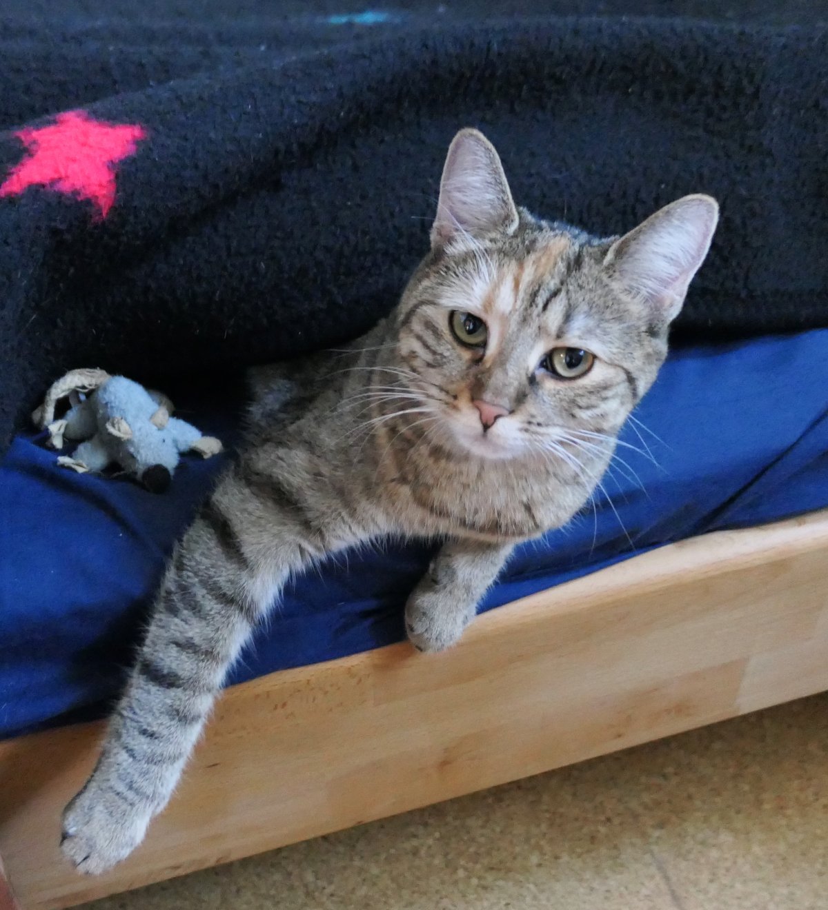 Katze Lilly liegt gemütlich halb unter einer dunklen Bettdecke. Ihr Oberkörper und eine Vorderpfote ragen seitlich über die hölzerne Bettkante, während sie aufmerksam direkt in die Kamera blickt. Neben ihr auf der blauen Decke liegt ihre geliebte kleine Stoffmaus Klaus, die nach ihrem unfreiwilligen Ausflug wieder sicher bei Lilly angekommen ist. Lilly-20260810