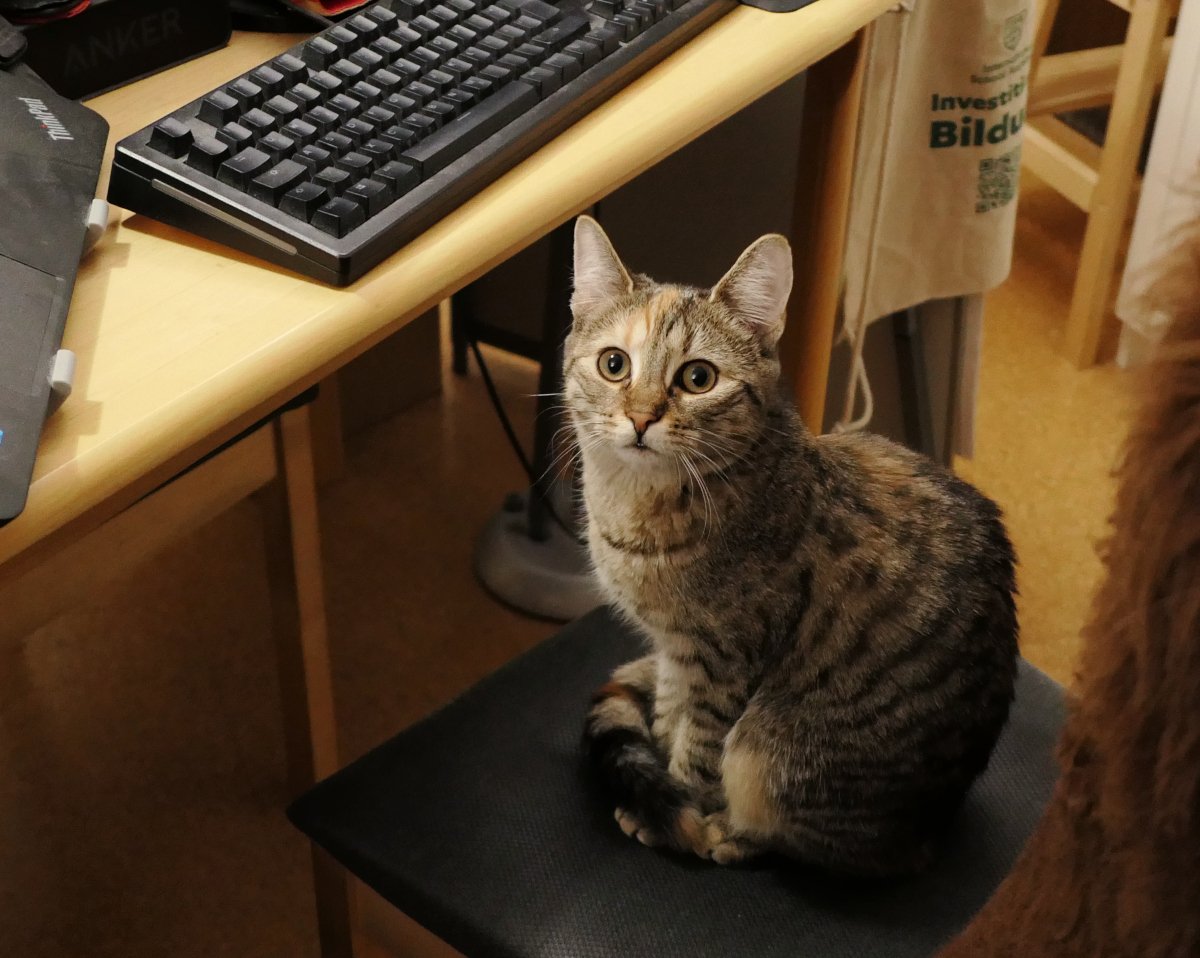 Katze Lilly sitzt entspannt auf einem Bürostuhl und schaut seitlich mit aufmerksamem Blick in die Kamera. Vor dem Stuhl steht ein Bürotisch, auf dem ein Teil einer Tastatur sowie ein weiteres aufgeklapptes Notebook zu sehen sind – eindeutig ein Arbeitsplatz, der gerade unter fachkundiger Katzenaufsicht steht. Lilly-20260105