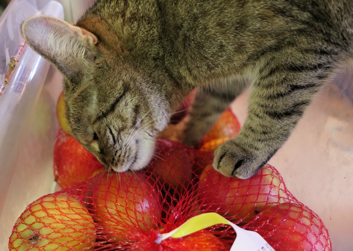 Katze Lilly liegt mit dem Kopf seitlich auf einem Netz voller roter Äpfel. Ihre Augen sind entspannt geschlossen, die Schnurrhaare leicht nach vorn gerichtet. Eine Pfote ruht auf dem Netz, als würde sie die Äpfel festhalten. Das warme Licht betont ihr getigertes Fell und die ruhige, zufriedene Stimmung der Szene. Lilly-20260505