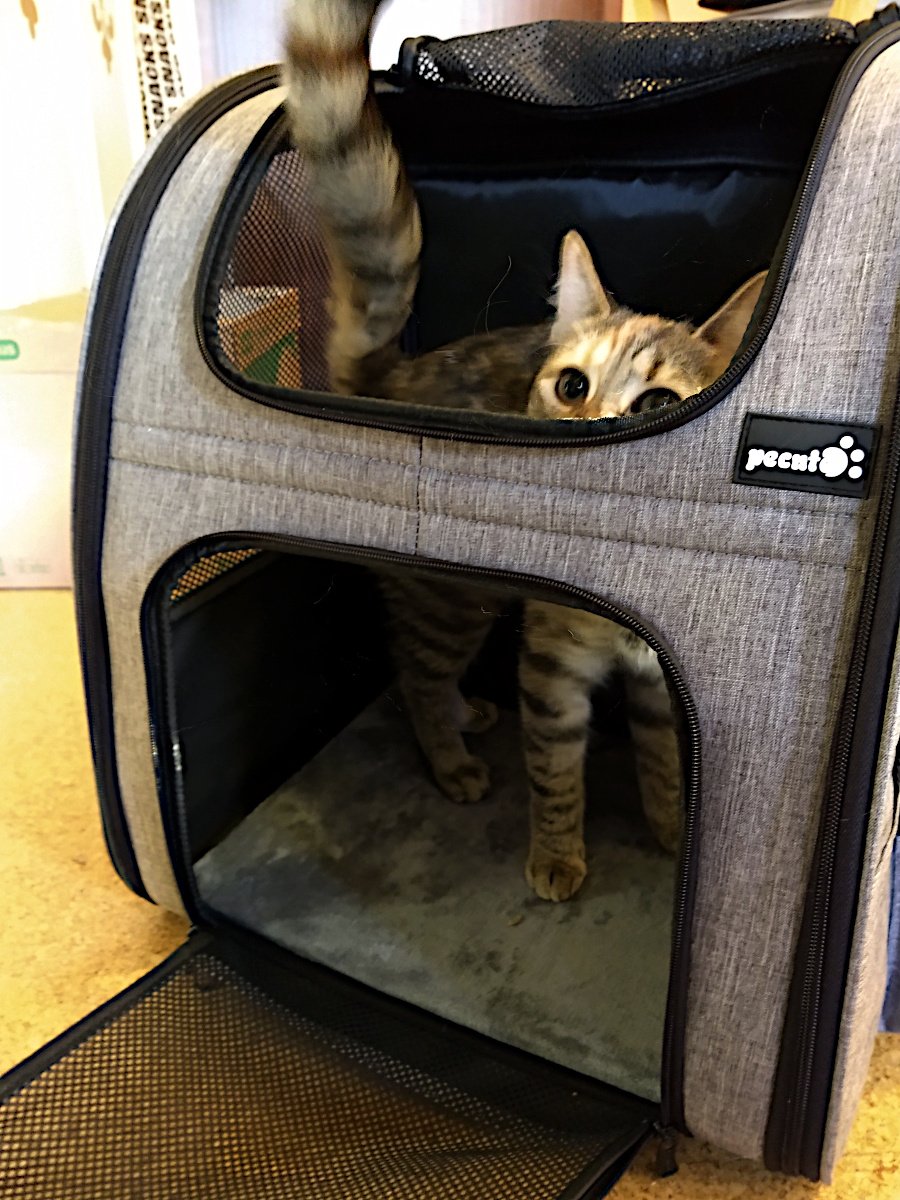 Katze Lilly steht selbstbewusst in einem geöffneten, komfortablen Tier-Transport-Rucksack. Ihr Kopf blickt neugierig nach oben aus der oberen Öffnung, während ihr Schwanz frech aus dem Rucksack herausragt – bereit für neue Abenteuer. Lilly-20251226