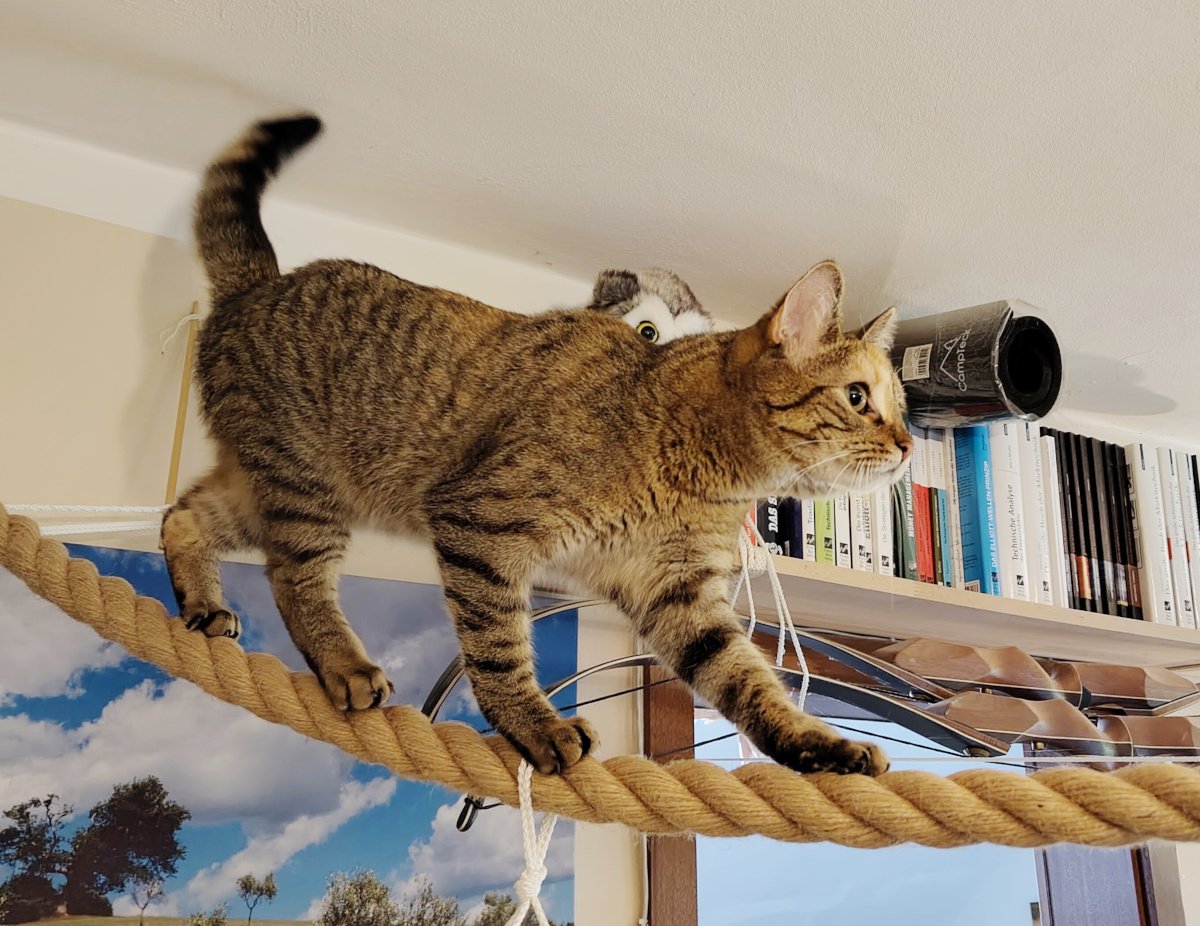 Katze Lilly balanciert konzentriert mit allen vier Pfoten auf einem dicken, waagerecht gespannten Seil. Ihr Schwanz ist aufgerichtet, während sie aufmerksam nach vorn schaut. Lilly-20260830a
