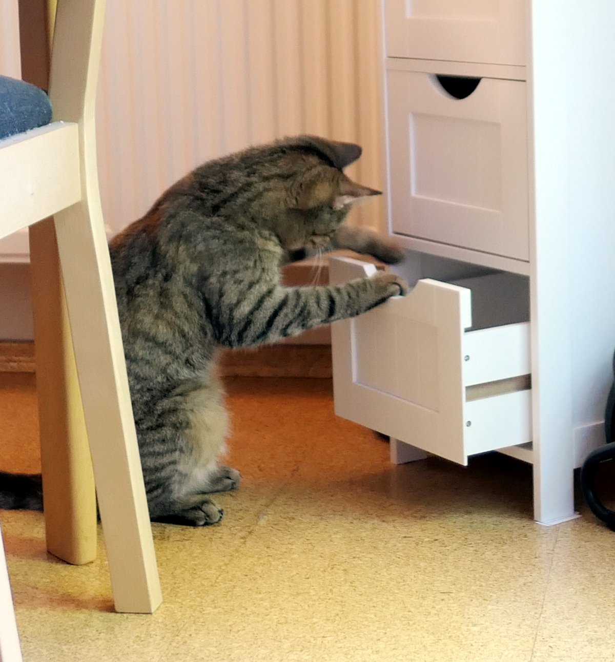 Katze Lilly sitzt aufmerksam vor einem kleinen weißen Schubladenschrank. Mit beiden Vorderpfoten hat sie die unterste Schublade geöffnet und schaut konzentriert hinein, als hätte sie dort etwas Spannendes entdeckt. Lilly-20260529a