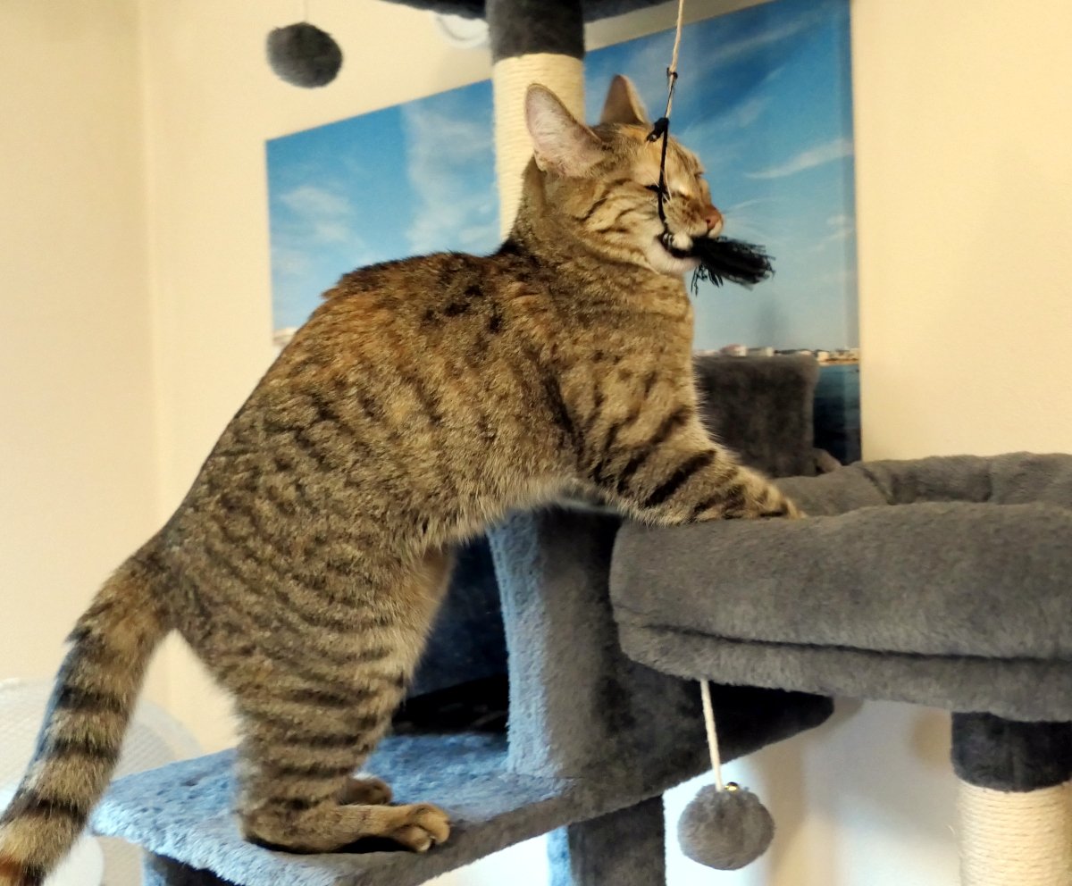 Katze Lilly spielt auf ihrem grauen Katzenbaum. Sie steht mit ausgestrecktem Körper auf einer Plattform und hat die schwarze Bommel einer Katzenangel fest im Mäulchen. Ihre Augen sind konzentriert geschlossen, während sie mitten im Spiel die Beute schnappt. Im Hintergrund ist ein großes Wandbild mit blauem Himmel zu sehen. Lilly-20260510