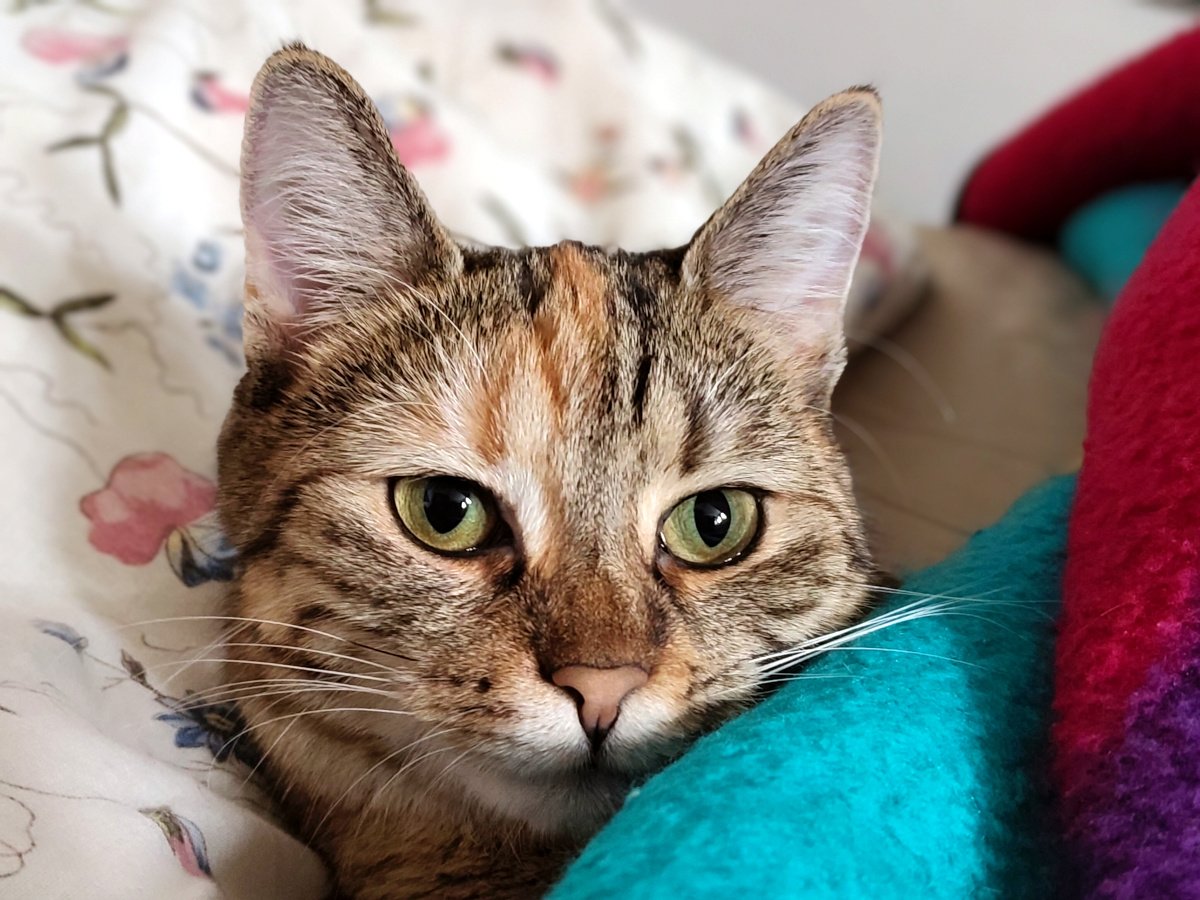 Nahaufnahme von Katze Lilly, die gemütlich im Bett zwischen Bettdecke und farbiger Decke liegt. Sie schaut mit großen grünen Augen direkt in die Kamera. Lilly-20260913a