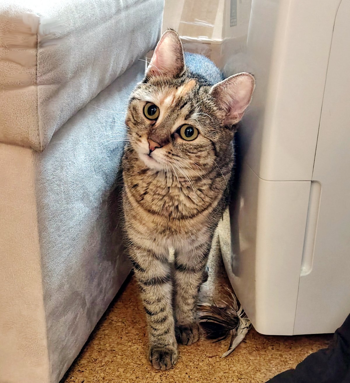 Katze Lilly steht in einer schmalen Lücke zwischen einem gepolsterten Hocker und einem weißen technischen Gerät. Sie hält den Kopf leicht schräg und schaut mit großen, wachen Augen keck in die Kamera. Direkt neben ihren Vorderpfoten liegt ihr Federbüschel auf dem Boden. Lilly-20261008a