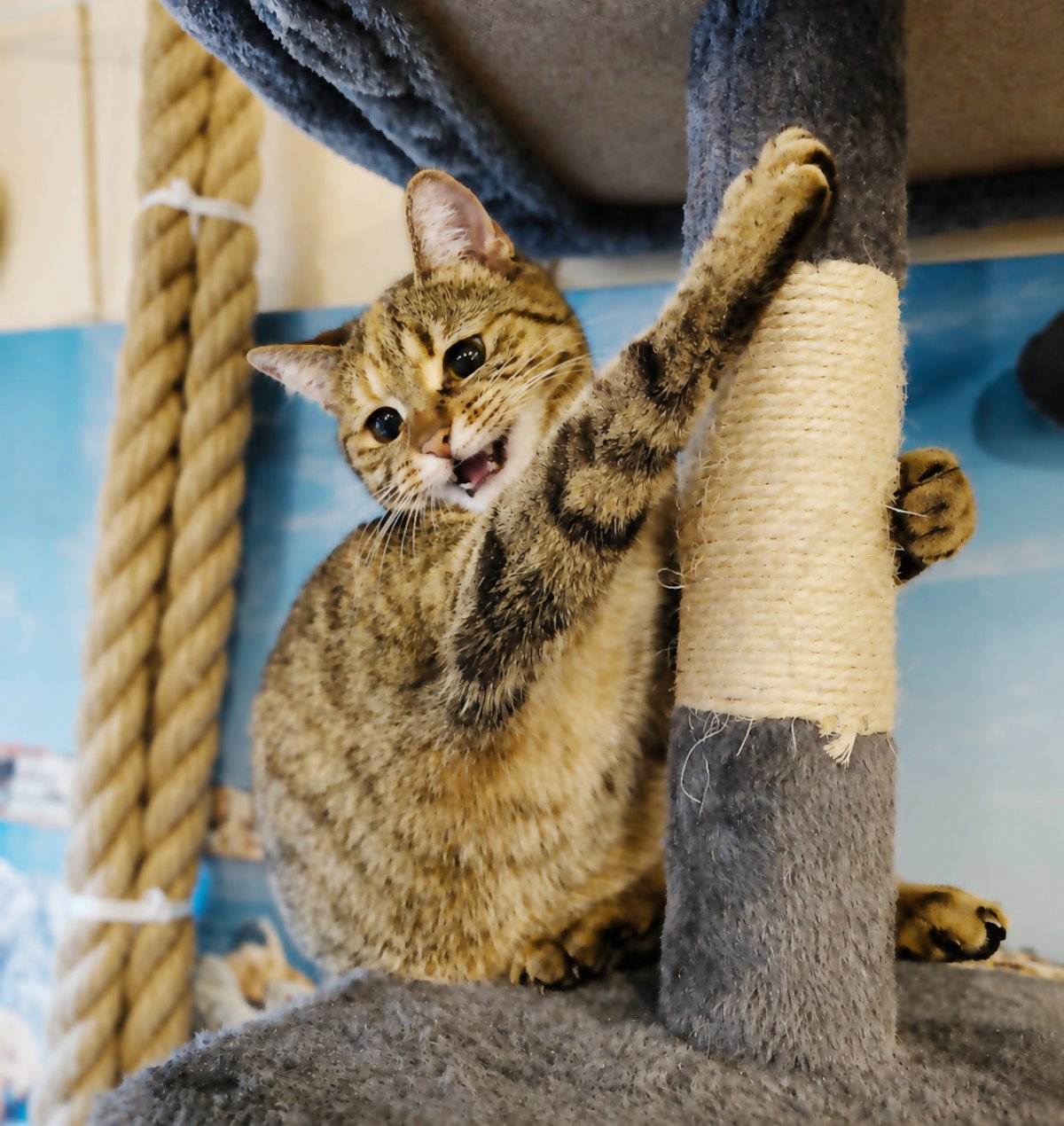 Katze Lilly sitzt auf einer Plattform ihres grauen Katzenbaums und umklammert mit einer Vorderpfote den umwickelten Kratzstamm. Ihr Maul ist leicht geöffnet und ihr Gesichtsausdruck wirkt, als würde sie energisch protestieren. Im Hintergrund ist das dicke Balancierseil zu sehen. Lilly-20260827aa