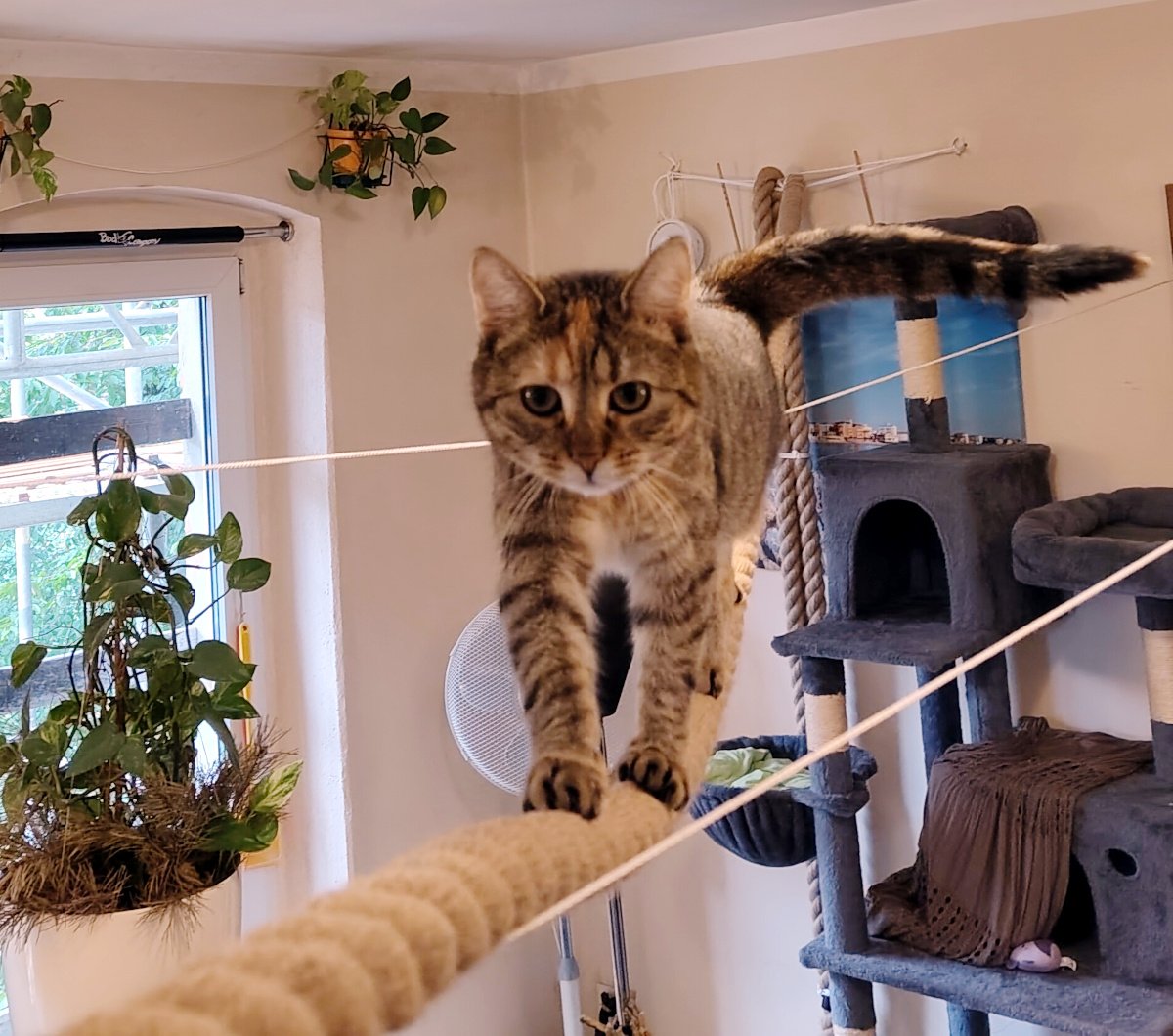 Katze Lilly balanciert konzentriert auf einem dicken, hellen, quer durch den Raum gespannten Seil. Sie kommt mit erhobenem Schwanz und vorsichtig gesetzten Vorderpfoten direkt auf die Kamera zu. Im Hintergrund sind ihr großer grauer Kratzbaum, Hängepflanzen und ein Fenster zu sehen. Lilly-20261012a