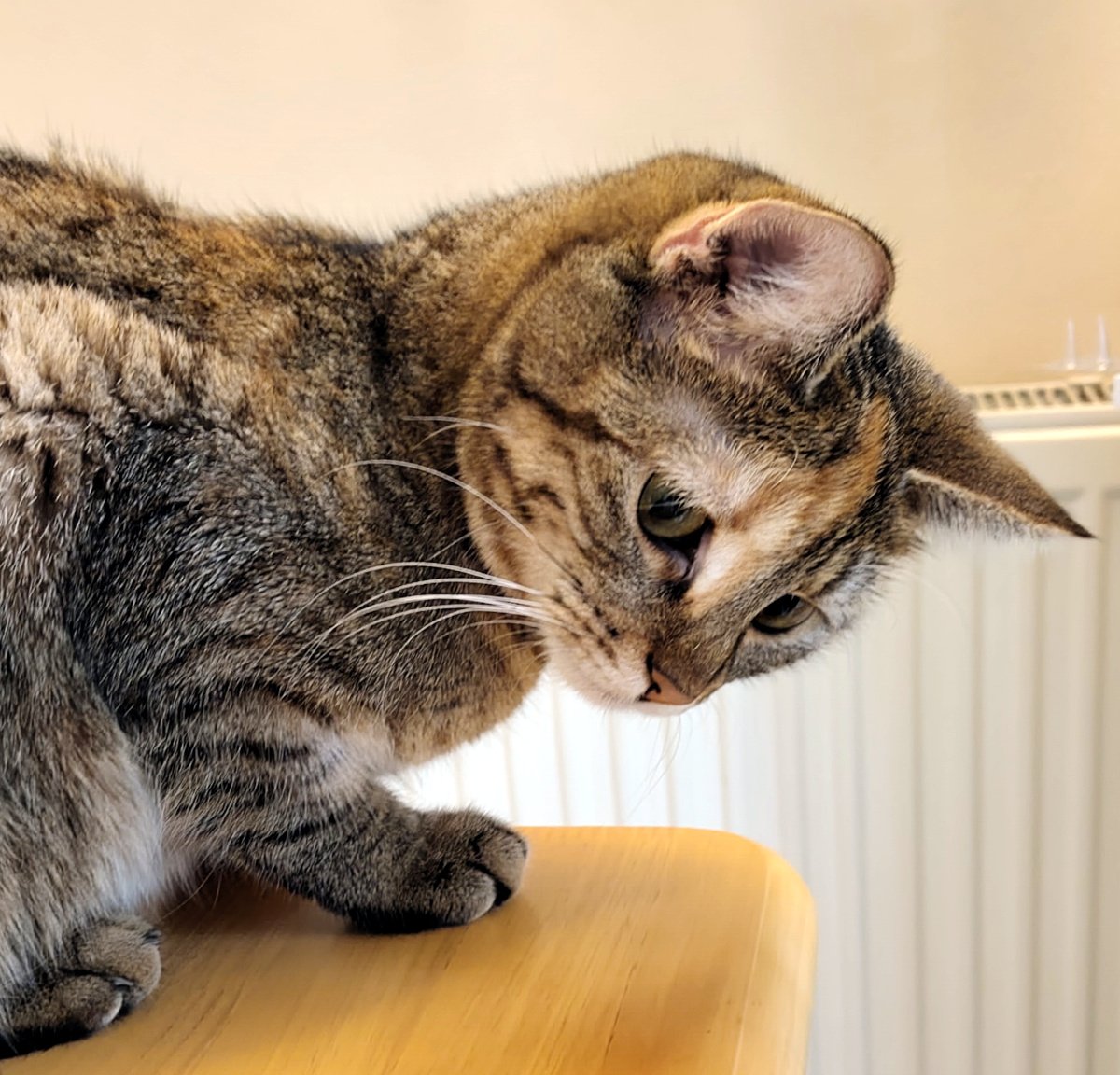 Nahaufnahme von Katze Lilly auf einem hellen Holztisch. Sie hockt am Tischrand, hält den Kopf leicht gesenkt und schaut aufmerksam seitlich nach unten. Lilly-20260915a