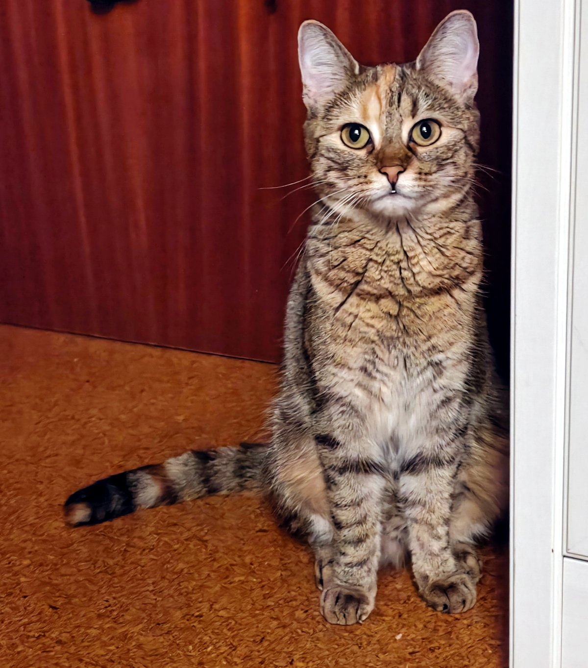 Katze Lilly sitzt aufrecht im Flur direkt neben der Wohnungstür und schaut aufmerksam in die Kamera. Ihr dichtes, weich wirkendes getigertes Fell ist besonders deutlich zu erkennen. Die Ohren stehen aufrecht, der Schwanz liegt seitlich auf dem Boden und Lilly wirkt wachsam und zugleich ruhig. Lilly-20260919
