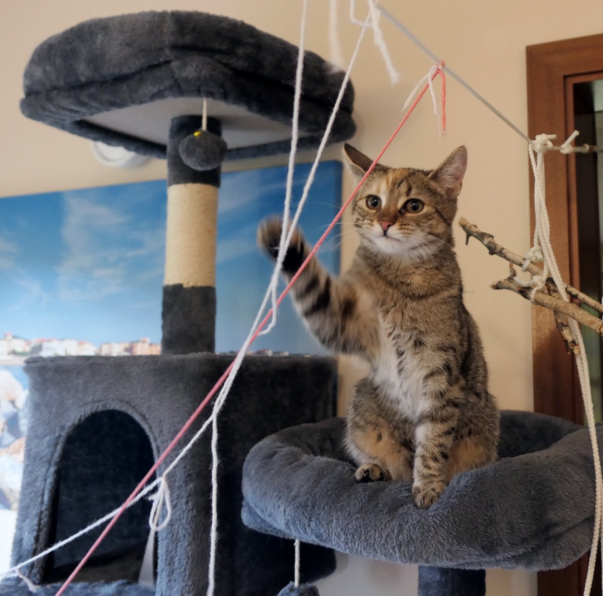 Katze Lilly sitzt stolz und aufrecht auf ihrem Kratzbaum. Mit einer Pfote spielt sie konzentriert mit langen bunten Wollfäden, die von oben wie ein gespanntes Seil herabhängen. lilly-20251030