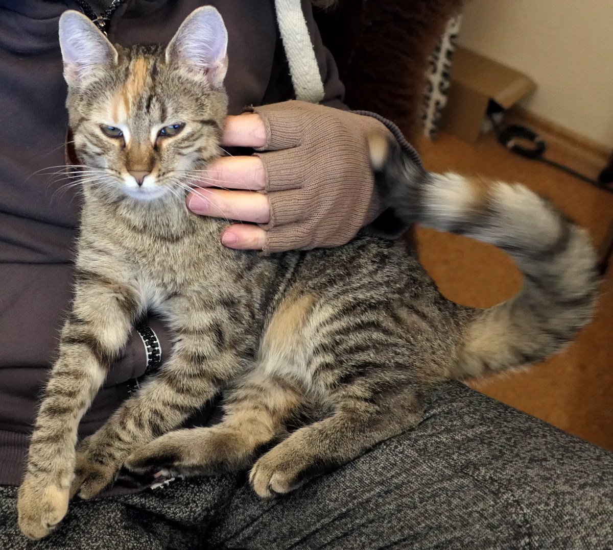 Katze Lilly liegt entspannt und halb angelehnt auf dem Schoß ihres Zweibeiners. Ihre Augen sind leicht geschlossen, die Hand des Zweibeiners streichelt sie liebevoll. Lillys Schwanz berührt sanft die Hand – ein stiller Moment voller Vertrauen und Nähe. lilly-20251103