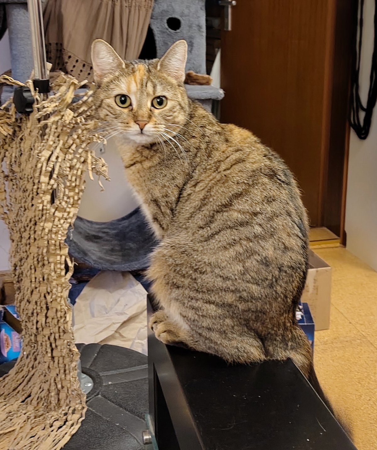 Getigerte Katze Lilly sitzt aufrecht auf einer schmalen schwarzen Fläche neben ihrem Kratzbaum. Sie hat ihren Kopf zur Kamera gedreht und schaut mit großen, aufmerksamen Augen erwartungsvoll nach vorn. Ihr Schwanz hängt seitlich herunter. Links neben ihr befindet sich eine zerfledderte Kratzmatte. Lilly wartet geduldig darauf, dass ihre Zweibeiner beim Kaffeetrinken ein Leckerli werfen, dem sie hinterherjagen kann. Lilly-20261009a
