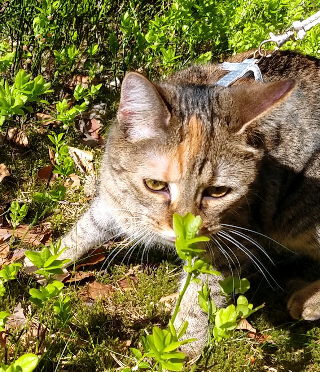 Katze Lilly liegt im sonnigen Waldboden zwischen grünen Pflanzen und schnuppert neugierig an einem kleinen Blatt, während sie ein Geschirr trägt. Lilly-20260426a