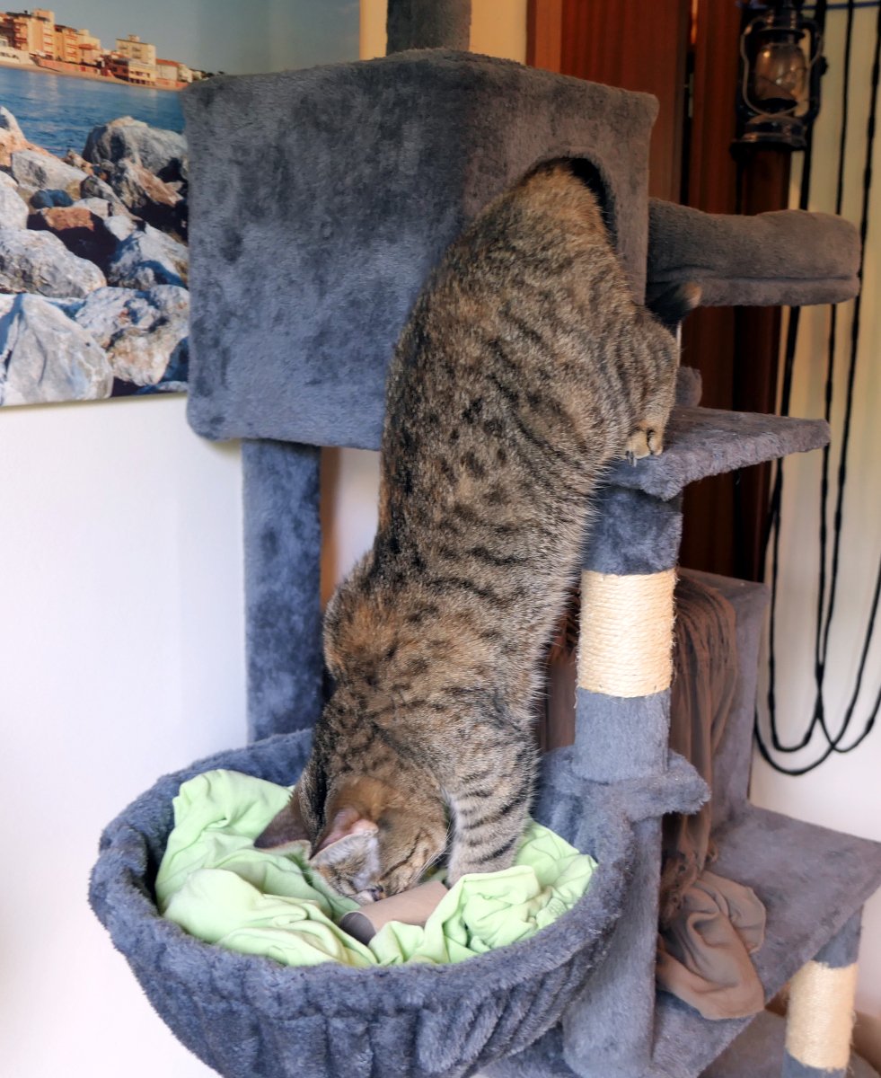 Katze Lilly hängt kopfüber von der oberen Plattform ihres grauen Katzenbaums in den Hängekorb hinab. Mit ihrer Nase durchsucht sie konzentriert ein hellgrünes Tuch, auf dem eine kleine Papprolle liegt – irgendwo darin wartet ein verstecktes Leckerli. Lilly-20260703a