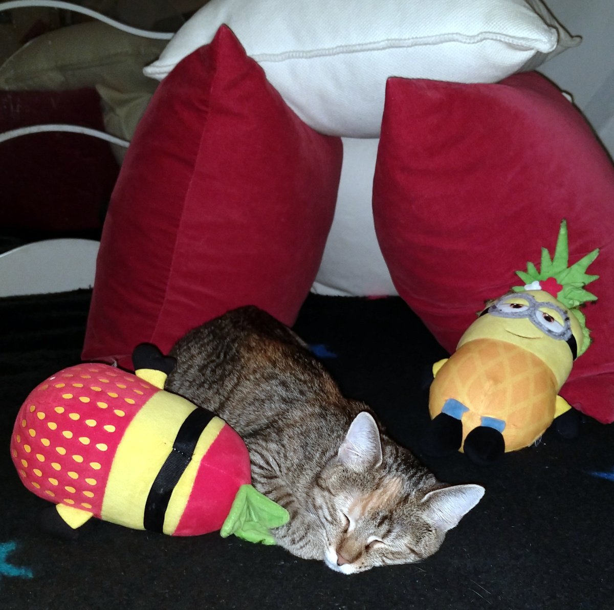 Katze Lilly liegt tief und fest schlafend vor einer selbst gebauten „Kissenburg“. Drei weiche Kissen bilden die Seitenwände, ein viertes dient als Dach und lässt die Höhle vorne offen. Direkt am Eingang wacht ein Minion-Plüschtier im Ananas-Kostüm, während ein zweites Minion im Erdbeer-Outfit eng an Lilly gekuschelt liegt – bereit, ihre Königin im Schlaf zu bewachen. lilly-20251114
