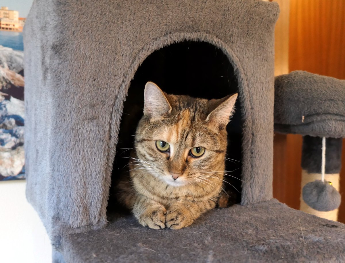 Katze Lilly sitzt aufmerksam in ihrer gemütlichen Höhle auf dem grauen Katzenbaum. Mit ihren grünen Augen blickt sie ruhig aus dem Eingang, die Vorderpfoten ordentlich unter dem Körper gelegt. Sie beobachtet aufmerksam ihr Revier und genießt ihren geschützten Beobachtungsposten. Lilly-20260714a