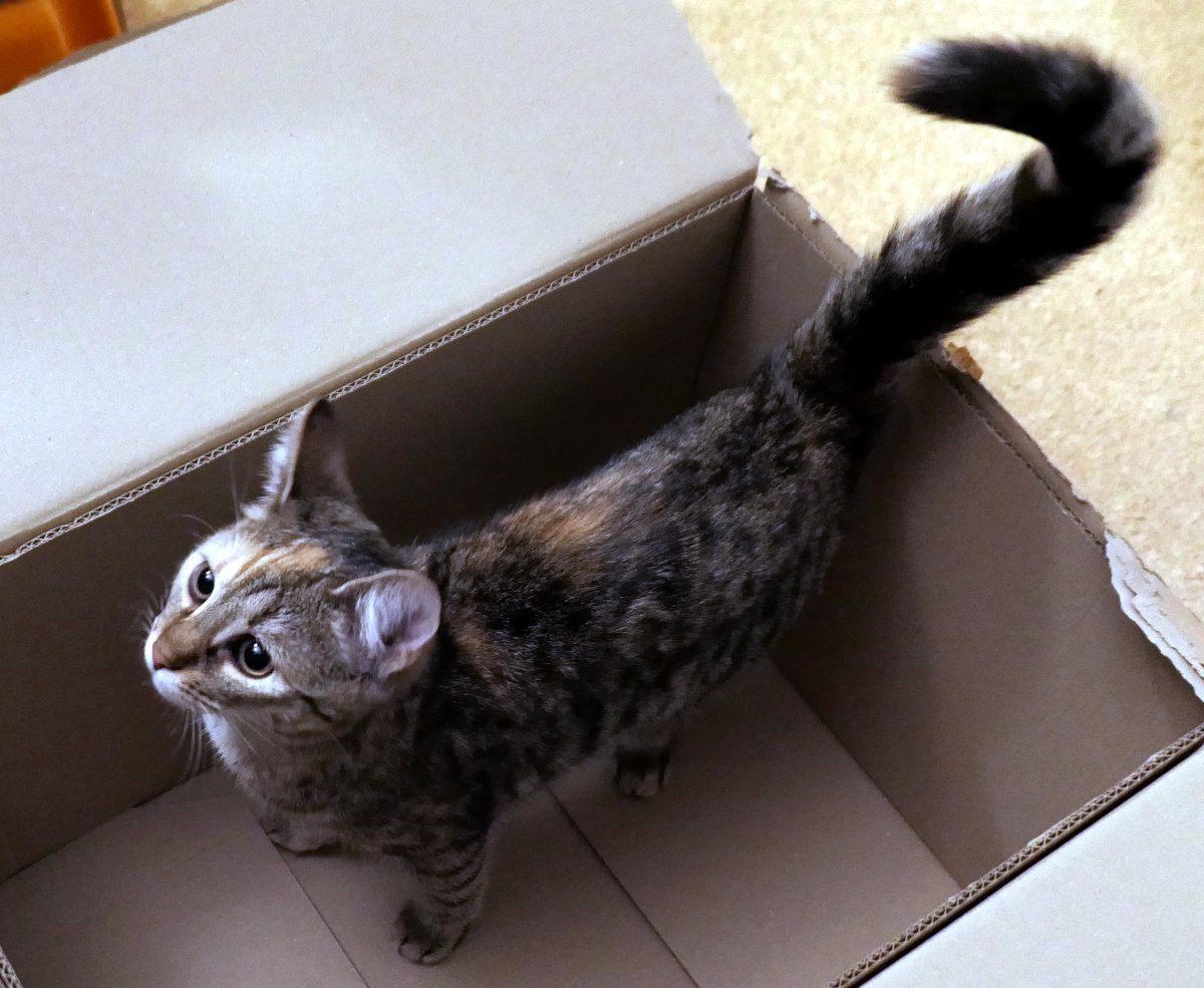 Katze Lilly steht in einem großen Karton, aufgerichtet, den Kopf stolz erhoben, mit selbstbewusstem Blick nach oben – wie eine kleine Statue der Kartonphilosophie. Ihre Haltung sagt eindeutig: „Hier stehe ich. Ich kann nicht anders. Das ist MEIN Karton.“ lilly-20251214
