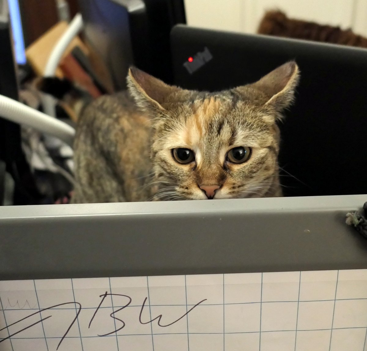 Katze Lilly schaut aufmerksam über den unteren Rand eines Flipcharts hinweg direkt in die Kamera. Vor ihr befindet sich ein kariertes Flipchart-Papier. Ihr Gesicht ist nah im Fokus, die Augen wirken konzentriert und wachsam. Die Ohren sind leicht nach außen gedreht, als würde sie Geräusche aus verschiedenen Richtungen gleichzeitig wahrnehmen. Die Szene wirkt wie ein heimlicher Moment in einem eigentlich verbotenen Bereich. Im Hintergrund sind unscharf ein Laptop und Bücher zu erkennen. Lilly-20260424