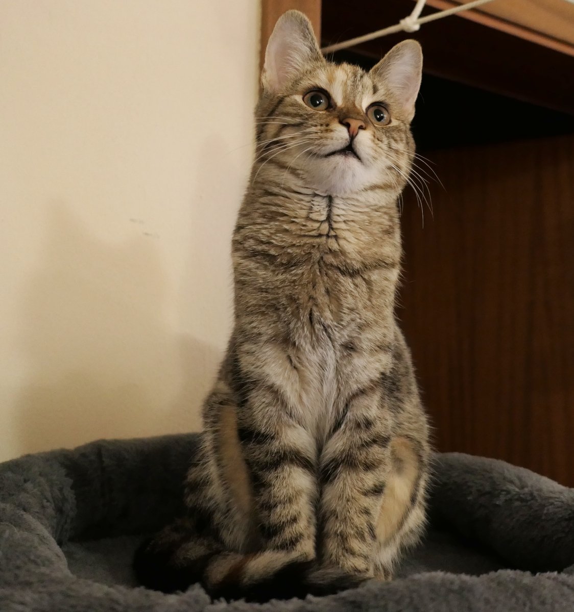 Katze Lilly sitzt aufrecht auf einer ihrer Liegeflächen am Katzenbaum und schaut aufmerksam nach oben. Ihr Gesichtsausdruck wirkt konzentriert und zugleich zufrieden – fast so, als würde sie lächeln. lilly-20251112b