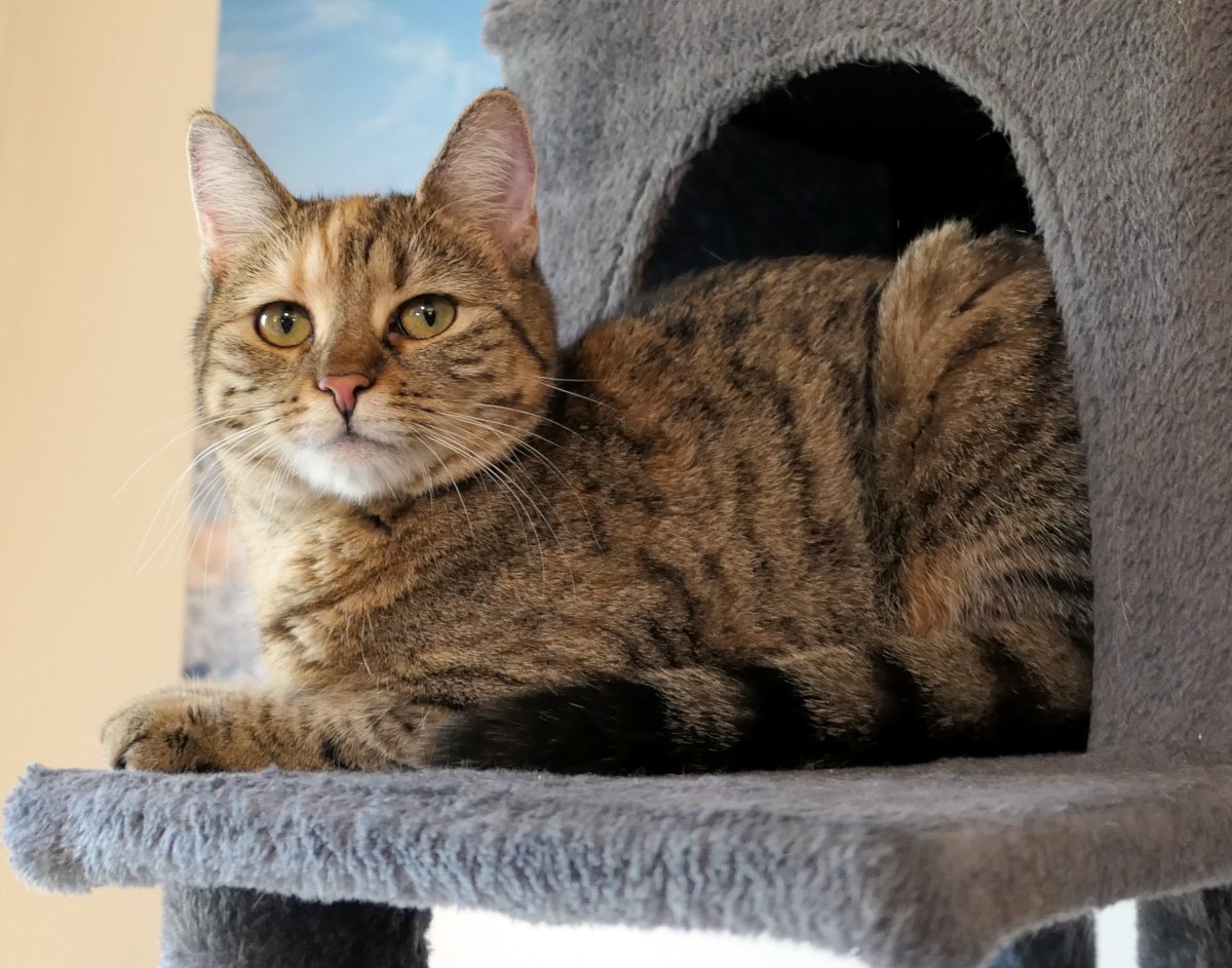 Katze Lilly liegt entspannt im Katzenhaus ihres grauen Katzenbaums. Mit aufmerksamem Blick und ihren grünen Augen beobachtet sie ruhig den Raum – ihr Lieblingsplatz mit bester Aussicht. Lilly-20260804a