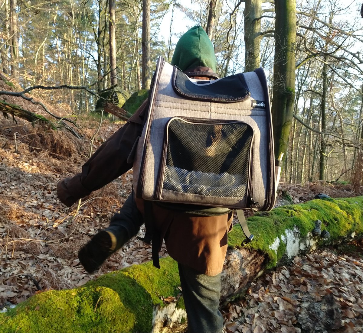 Katze Lilly sitzt entspannt im Wanderrucksack und wird durch einen sonnigen Wald getragen. Durch das Netz des Rucksacks blickt sie neugierig nach draußen, während warmes Sonnenlicht ihren Kopf erhellt. Lilly-20260210a