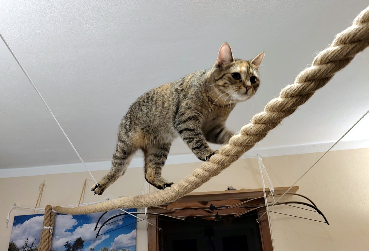 Katze Lilly balanciert hoch oben konzentriert auf einem dicken, quer durch den Raum gespannten Naturseil. Eine Vorderpfote ist bereits zum nächsten Schritt angesetzt, während sie aufmerksam nach vorn blickt. Im Hintergrund sind Wand, Decke und Teile ihres Kletterbereiches zu sehen. Lilly-20260905a