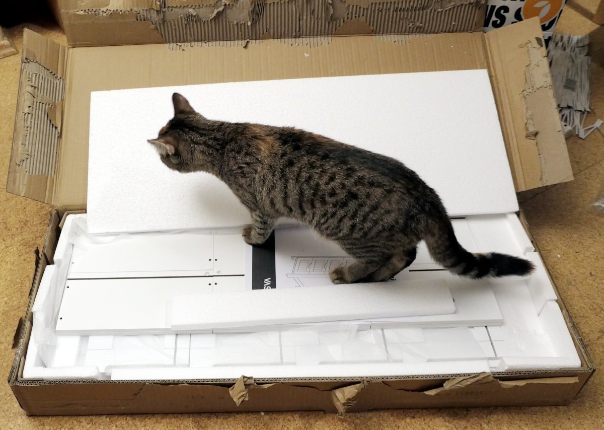 Katze Lilly steht mitten in einem aufgeklappten Möbelkarton. Unter ihren Pfoten liegen ordentlich verteilte Einzelteile – und ganz besonders wichtig: die Aufbauanleitung, auf der sie strategisch Platz genommen hat. Lilly blickt aufmerksam und leicht skeptisch in den Karton, als würde sie gerade überlegen, wo hier der entscheidende Fehler im System „Möbelaufbau durch Zweibeiner“ liegt. Lilly-20260205