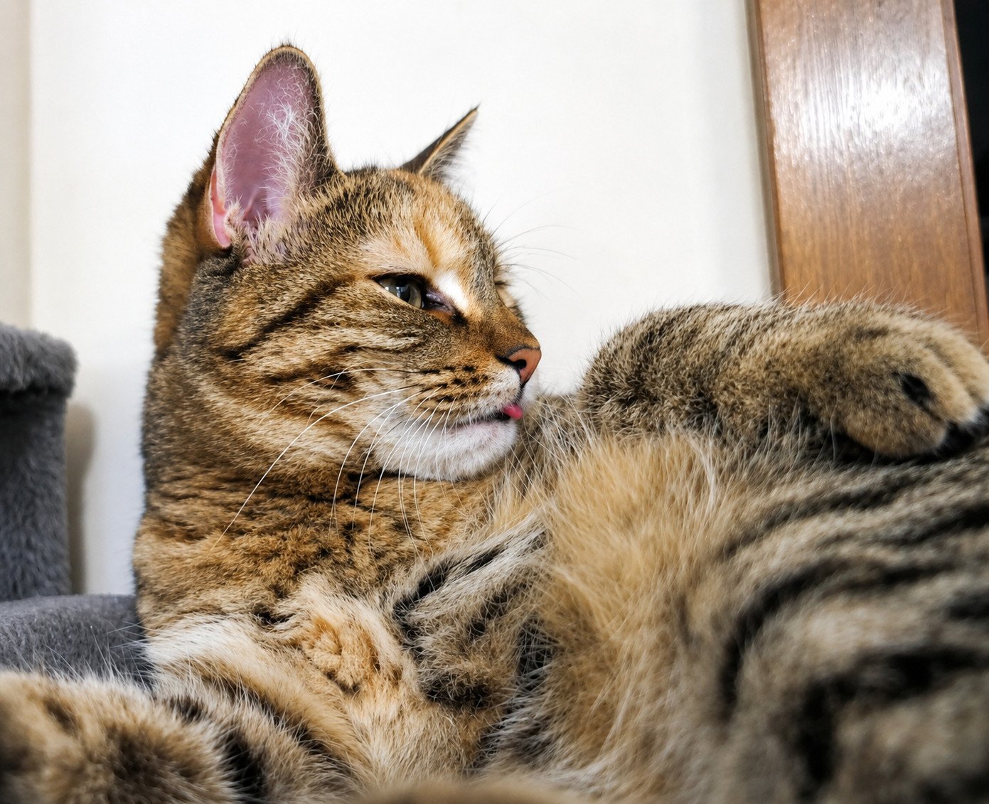 Katze Lilly liegt entspannt auf ihrer Liegefläche des Katzenbaums auf dem Rücken und widmet sich aufmerksam der Körperpflege. Die kleine Zungenspitze schaut dabei leicht aus dem Maul hervor, während sie konzentriert ihr Fell putzt. Ihr braun getigertes Fell und die weißen Schnurrhaare sind gut zu erkennen, der Blick wirkt ruhig und zufrieden. Lilly-20260725a
