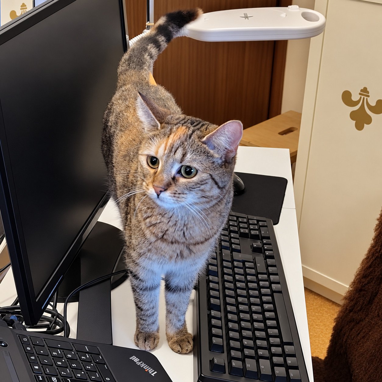 Katze Lilly steht mit aufrecht erhobenem, leicht gebogenem Schwanz auf einem weißen Schreibtisch zwischen einem schwarzen Monitor, einer Computertastatur und einem ThinkPad. Mit gespitzten Ohren und neugierigem Blick schaut sie leicht zur Seite. Ihr getigertes Fell, der orangefarbene Stirnfleck und die großen grünlichen Augen sind gut zu erkennen. Lilly-20261016a