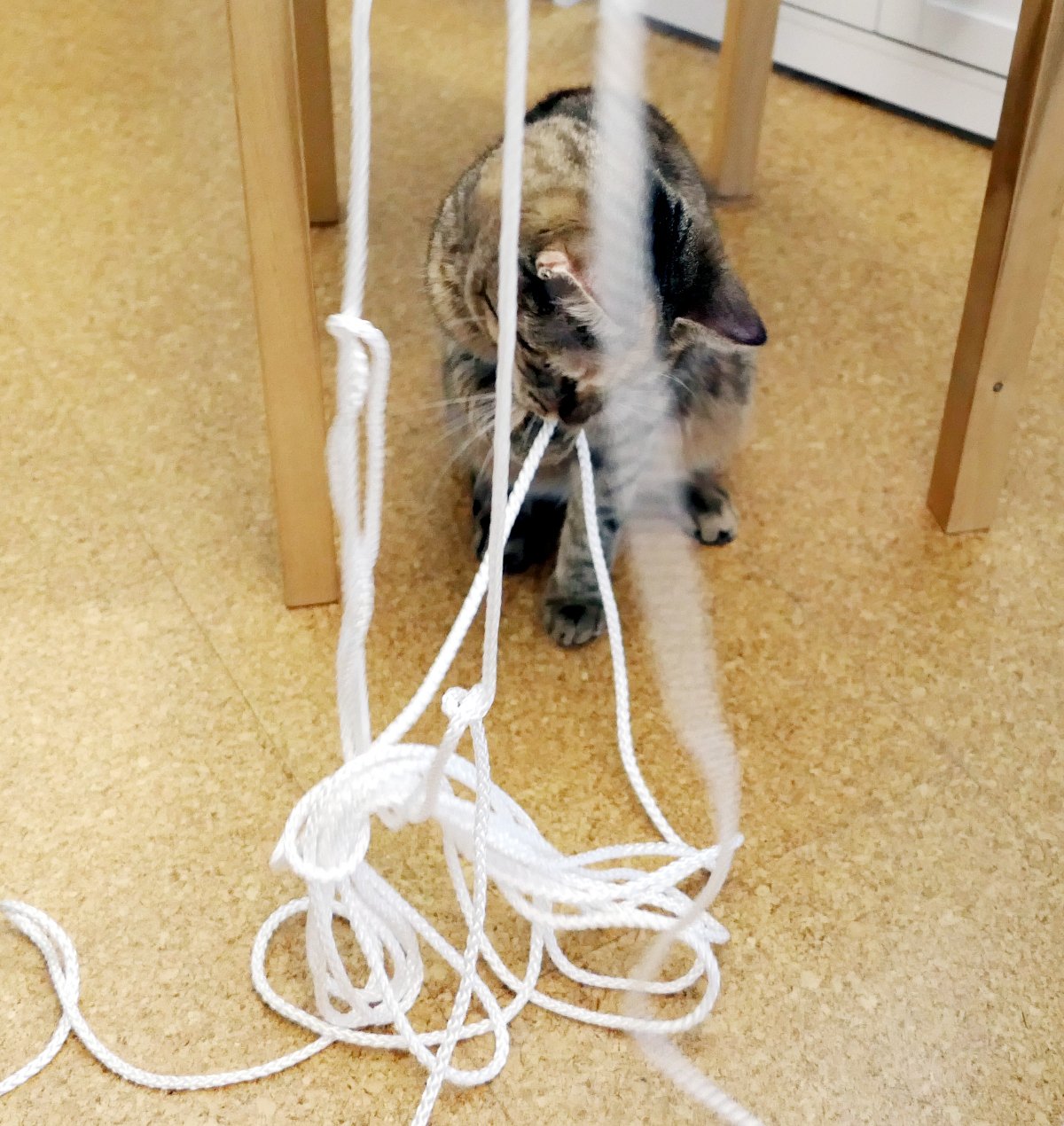 Katze Lilly sitzt unter einem Stuhl und spielt konzentriert mit einer sehr langen weißen Leine, die mehrfach von oben herabhängt. Mit Pfoten und Maul untersucht sie neugierig das Seil und hilft auf ihre ganz eigene Art beim Zusammenlegen der neuen 20-Meter-Abenteuerleine. Lilly-20260803