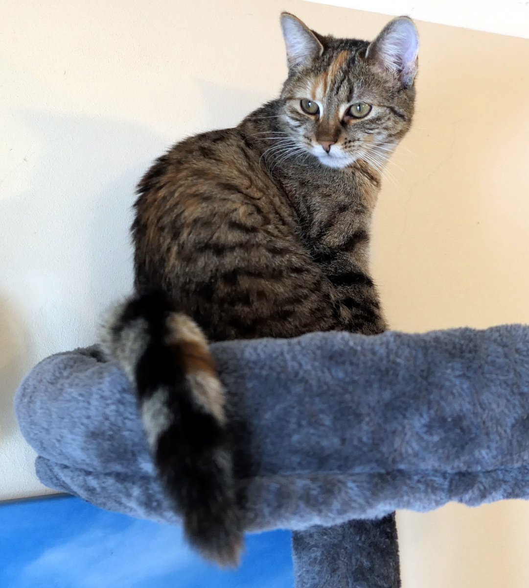 Katze Lilly sitzt aufrecht auf der obersten Liegefläche ihres Katzenbaums. Mit leicht aufmerksam aber verschlafenem Blick schaut sie in den Raum, die Augen halb geöffnet – eine Mischung aus königlicher Überlegenheit und tiefer Müdigkeit. Lilly-20260113