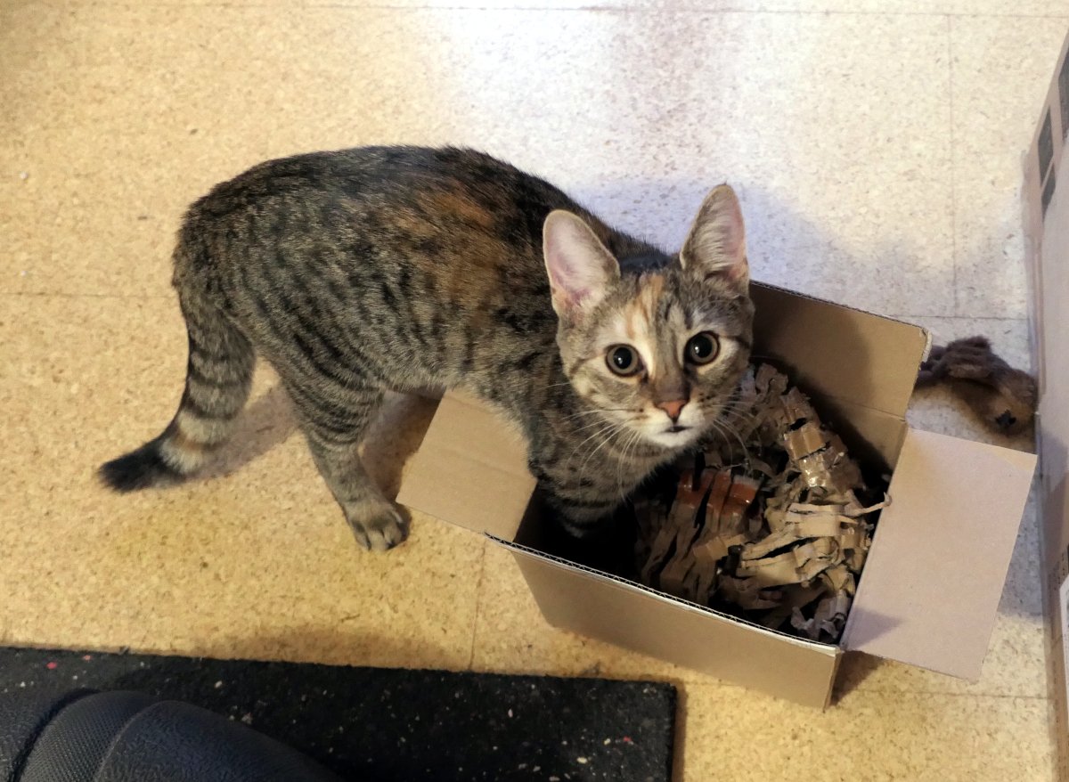 Katze Lilly sitzt vor einem kleinen, leicht eingedrückten Pappkarton, aus dem zerknülltes Verpackungsmaterial herausragt. Sie hat eine spielerische, neugierige Haltung, während sie mit einer Pfote nach dem raschelnden Papier greift. Der Karton wirkt eindeutig zu klein – doch Lilly versucht mit sichtbarer Entschlossenheit, ihn dennoch als ihr neues Revier zu beanspruchen. lilly-20251202