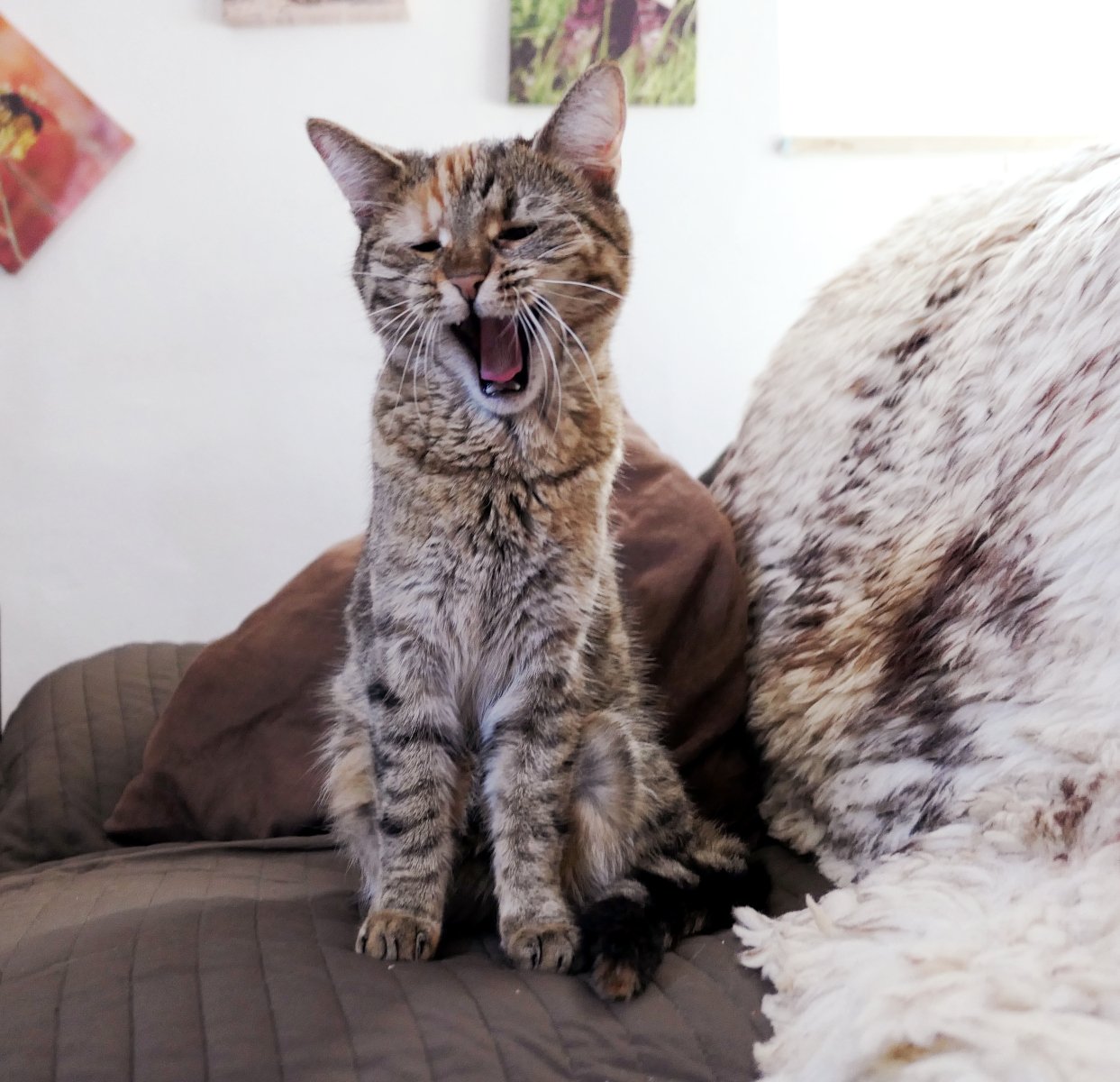 Katze Lilly sitzt auf einem Sofa vor einem großen Kissen und gähnt herzhaft. Ihr Mäulchen ist weit geöffnet, die Augen sind nur noch schmale Schlitze. Die Szene wirkt, als würde Lilly mit voller Leidenschaft ein Katzenlied vortragen, tatsächlich zeigt sie aber einen besonders ausdrucksstarken Moment ihrer Müdigkeit. Lilly-20260618a