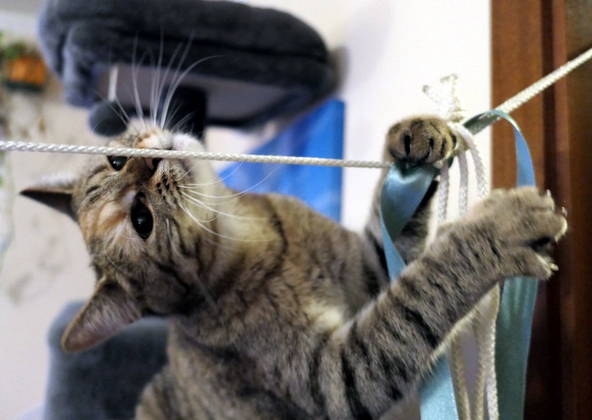 Katze Lilly spielt hochkonzentriert mit einem straff gespannten weißen Seil, das sie vom Katzenbaum aus erreicht. Über dem Seil baumeln ein dünner Faden und ein grünes Band. Lillys Kopf steckt frech unter dem Seil, die Nase schnuppert neugierig daran, während eine Vorderpfote das Seil fest im Griff hält – volle Konzentration, Spielmodus aktiviert. Lilly-20260127
