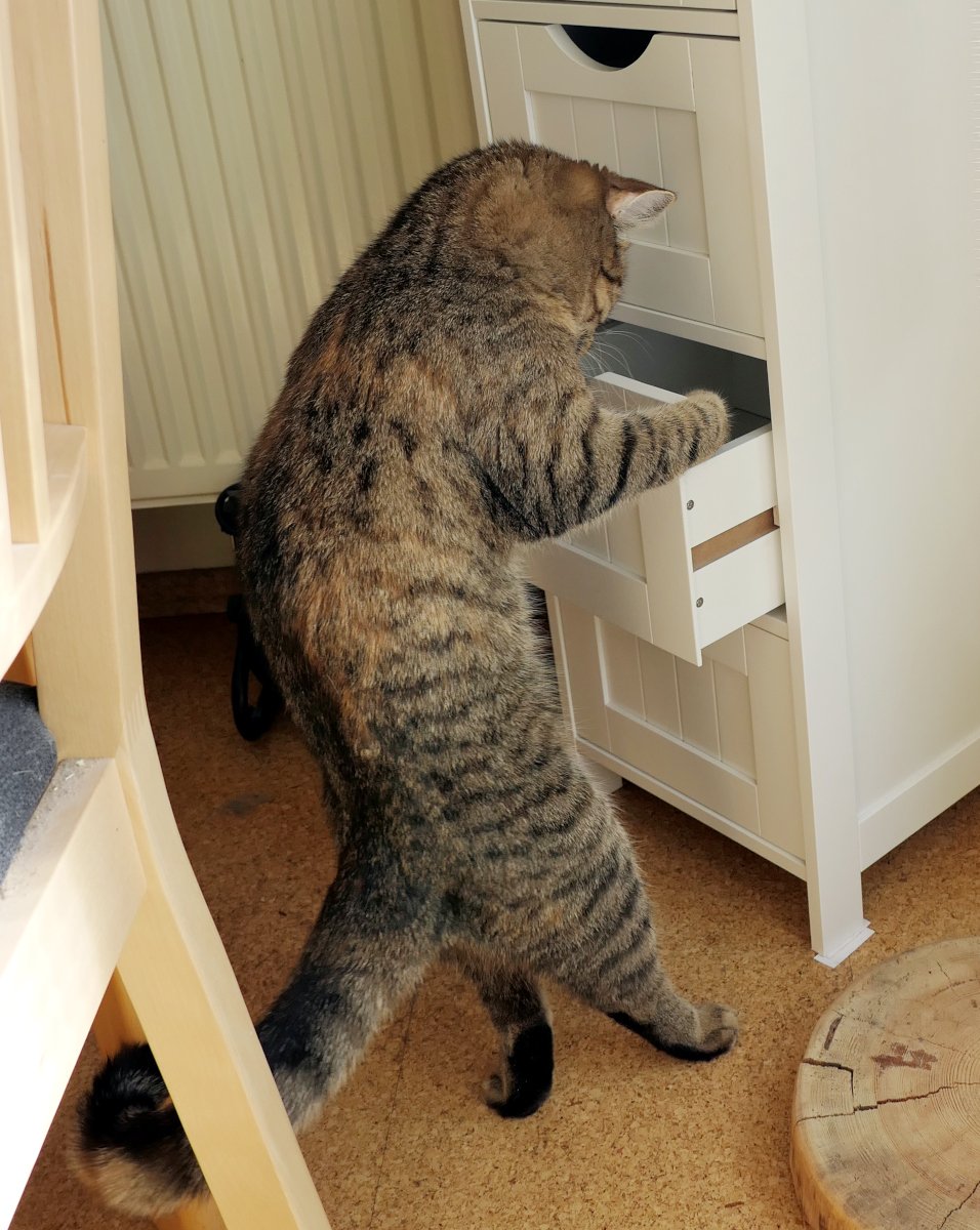 Katze Lilly steht auf den Hinterbeinen vor einem weißen Schubladenschrank und hat mit ihrer Pfote die zweite Schublade von unten geöffnet. Neugierig schaut sie hinein und sucht konzentriert nach einem versteckten Leckerli. Lilly-20260728a