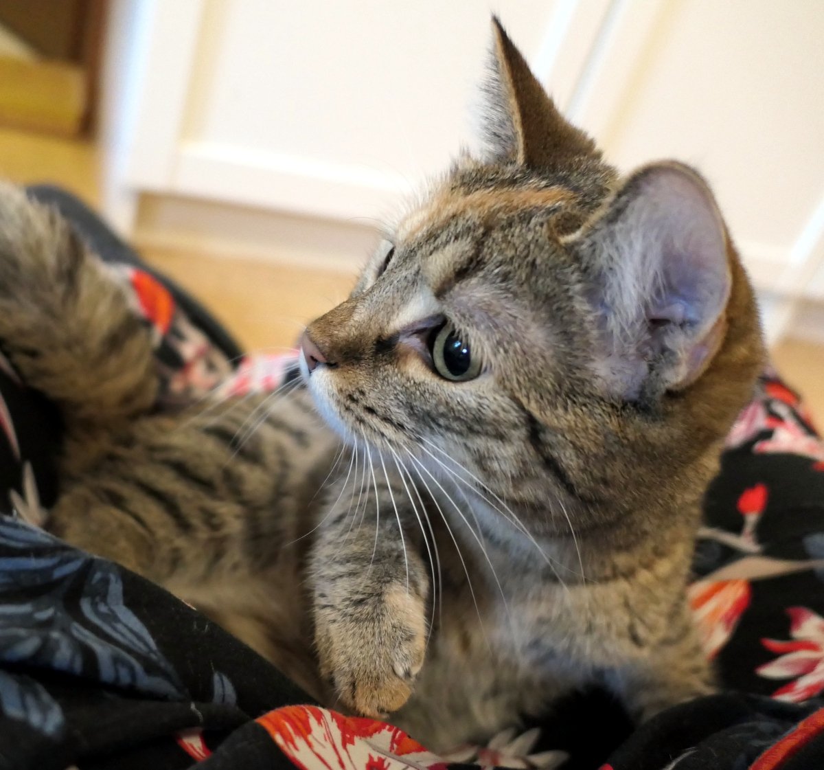 Katze Lilly liegt entspannt im gemusterten Rock ihres Zweibeiners. Mit großen, neugierigen Augen schaut sie aufmerksam zur Seite, die Ohren gespitzt. Ihr getigertes Fell und die langen Schnurrhaare sind deutlich zu sehen, während sie gemütlich eingekuschelt daliegt und gleichzeitig alles im Blick behält. Lilly-20260507a