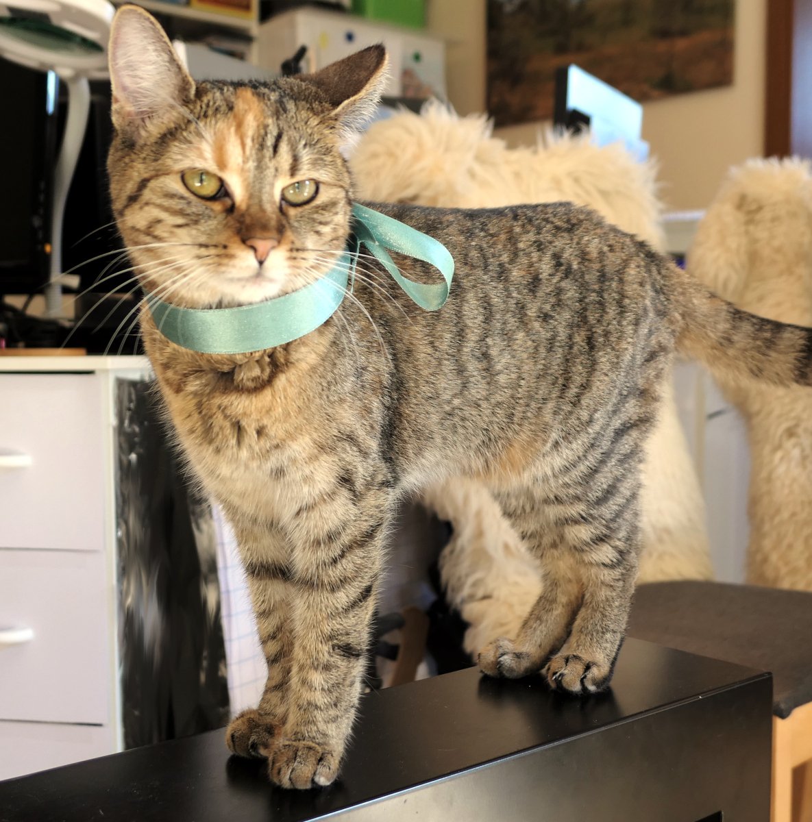 Katze Lilly steht aufmerksam auf einer dunklen Möbelkante und blickt direkt in die Kamera. Um ihren Hals trägt sie eine mintgrüne Schleife. Ihr getigertes Fell mit dem markanten hellen Stirnfleck ist gut zu erkennen. Im Hintergrund sind Teile des Büros und der Wohnung zu sehen. Lilly-20260608