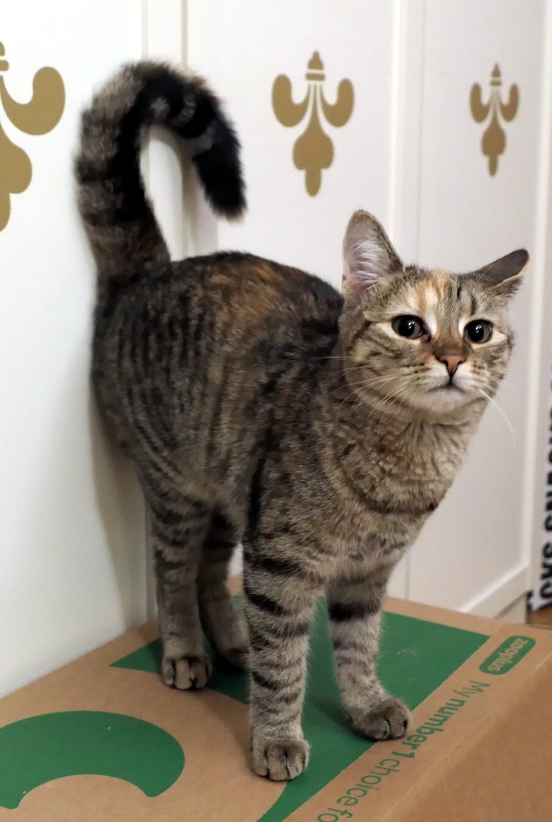 Katze Lilly steht selbstbewusst auf ihrem Pappkarton, mit leichtem Buckel und stolz erhobenem Kopf. Ihre großen Augen blicken frech und aufmerksam direkt in die Kamera. Der Schwanz ist aufgerichtet, leicht gebogen und lehnt an einem weißen Schrank – eine perfekte Pose voller Katzenstolz. Lilly-20251220