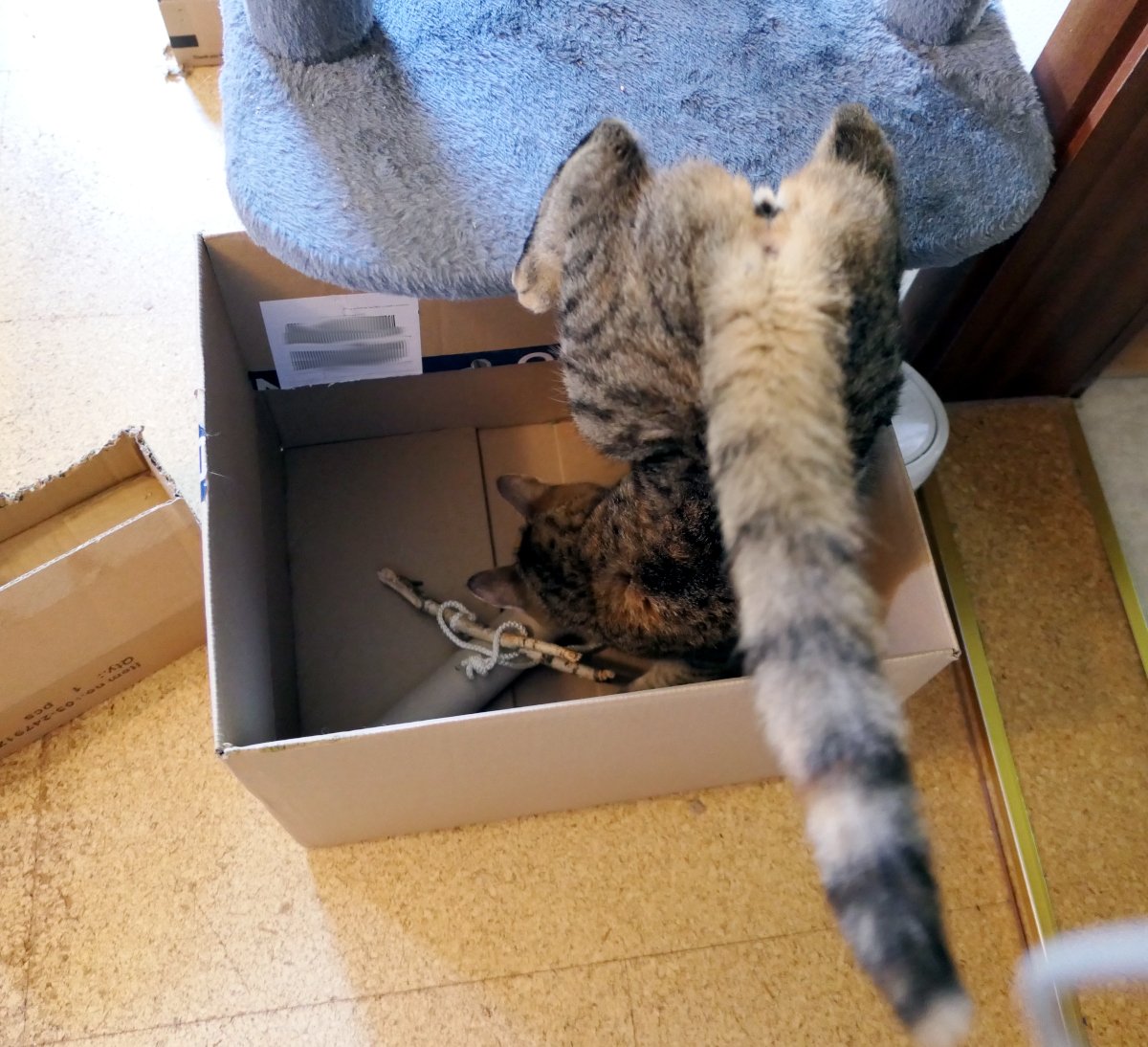 Katze Lilly springt kopfüber vom Katzenbaum in einen großen Pappkarton. Im Karton liegen eine lange Papprolle sowie zwei kleine Stöckchen, die mit einer weißen Schnur verbunden sind. Lilly folgt konzentriert der Spur ihres versteckten Leckerlis. Lilly-20260708a