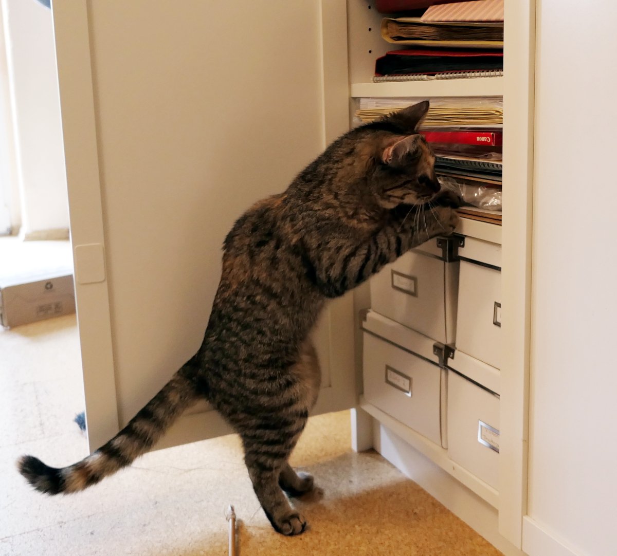 Katze Lilly steht auf den Hinterpfoten vor einem geöffneten Schrank und durchsucht neugierig ein Regal voller Ordner, Hefte und Unterlagen. Mit einer Pfote tastet sie zwischen den Ablagen, während sie konzentriert in die hintersten Ecken blickt. Lilly-20260614a