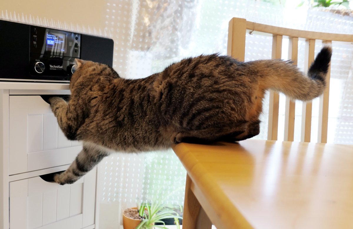 Katze Lilly balanciert akrobatisch vom Esstisch zu einem weißen Eckschubladenschrank. Mit ausgestreckter Vorderpfote greift sie in eine geöffnete obere Schublade, während ihre Hinterpfoten noch auf dem Tisch stehen. Im Hintergrund steht ein Radio auf dem Schrank. Lilly-20260705a