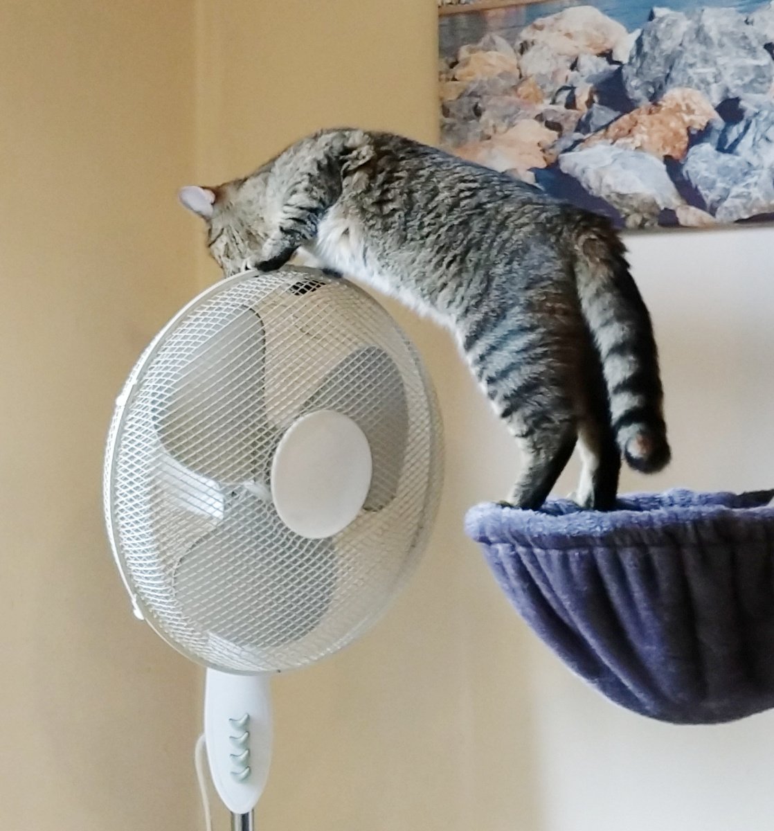 Katze Lilly steht neugierig auf dem oberen Hängekorb ihres Katzenbaums. Mit den Hinterpfoten balanciert sie im Korb, während sie sich weit nach vorne streckt und die Vorderpfoten auf das Schutzgitter eines weißen Standventilators legt. Konzentriert untersucht sie das Gerät von oben und scheint dessen Geheimnisse erforschen zu wollen. Lilly-20260603