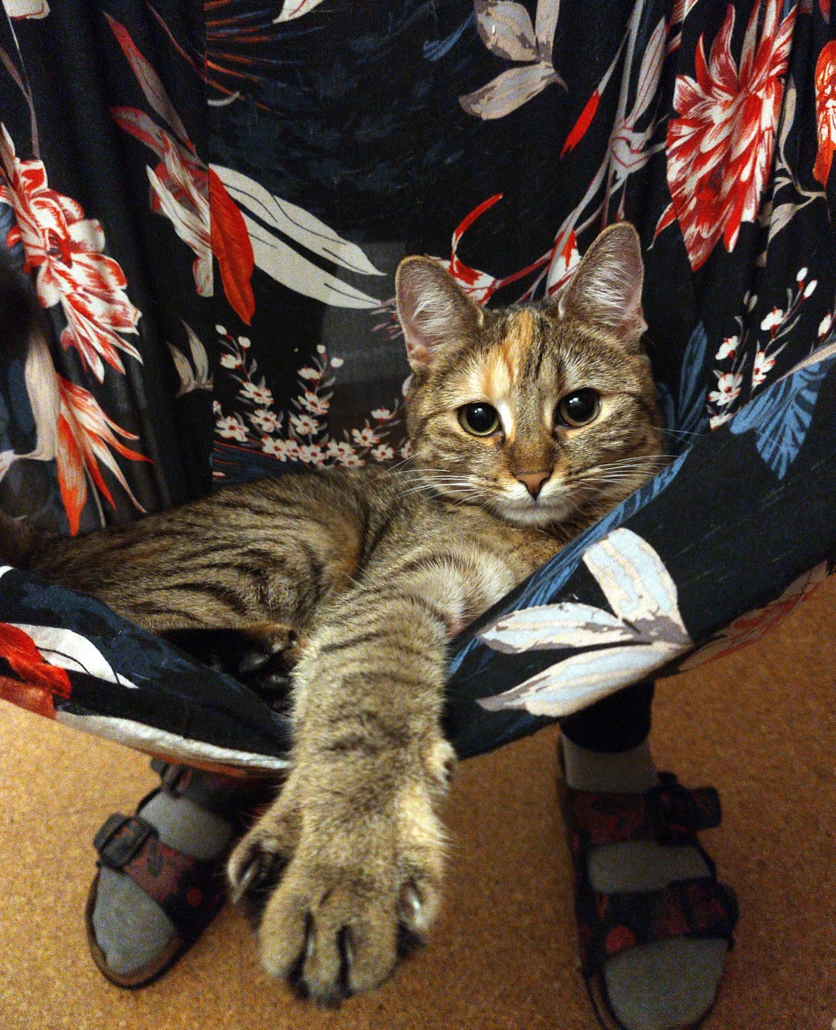 Katze Lilly liegt entspannt in dem hochgerafften Rock ihres sitzenden Zweibeiners. Sie schaut aufmerksam in die Kamera und streckt eine Vorderpfote lässig nach unten. Der dunkle Rock mit großen rot-weißen Blumen bildet dabei eine gemütliche Stoffmulde, in der Lilly bequem getragen werden kann. Lilly-20260918