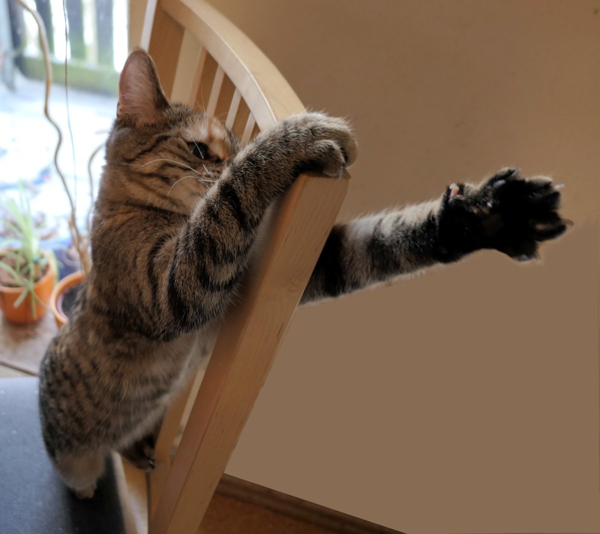 Katze Lilly steht auf der Sitzfläche eines Stuhls. Durch die Rückenlehne greift sie mit einer Vorderpfote nach oben, die Krallen deutlich ausgefahren. Der Moment wirkt verspielt, konzentriert und ein kleines bisschen wild – ganz Lilly eben. Lilly-20260111