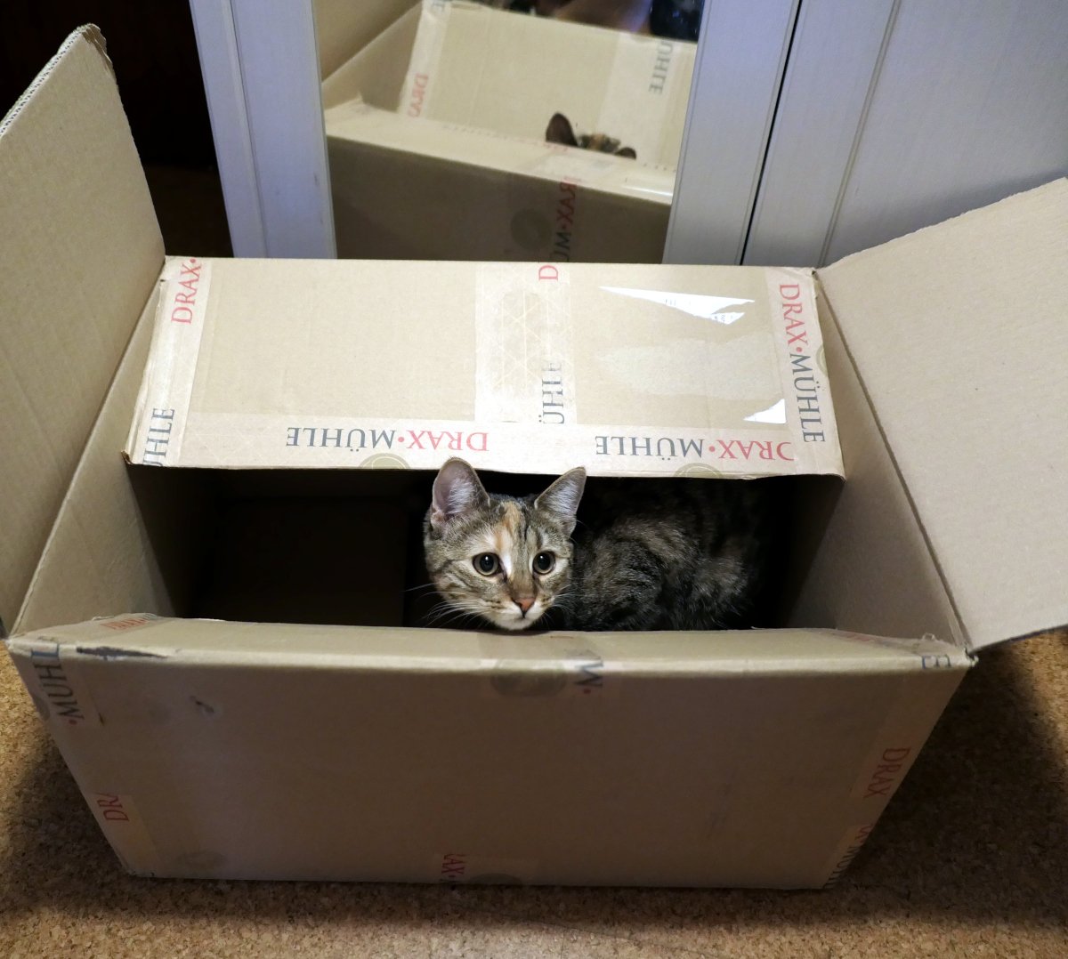 Katze Lilly steht in einem sehr großen Karton. Zwei der oberen Kartonklappen sind seitlich aufgeklappt, die anderen beiden nach innen geklappt. Aus dem Karton schaut Lillys Kopf hervor – mit großen, neugierigen Augen, aufmerksamem Blick und leicht gespitzen Ohren. Der Karton wirkt wie eine selbstbewusste Kommandozentrale. Lilly-20260126