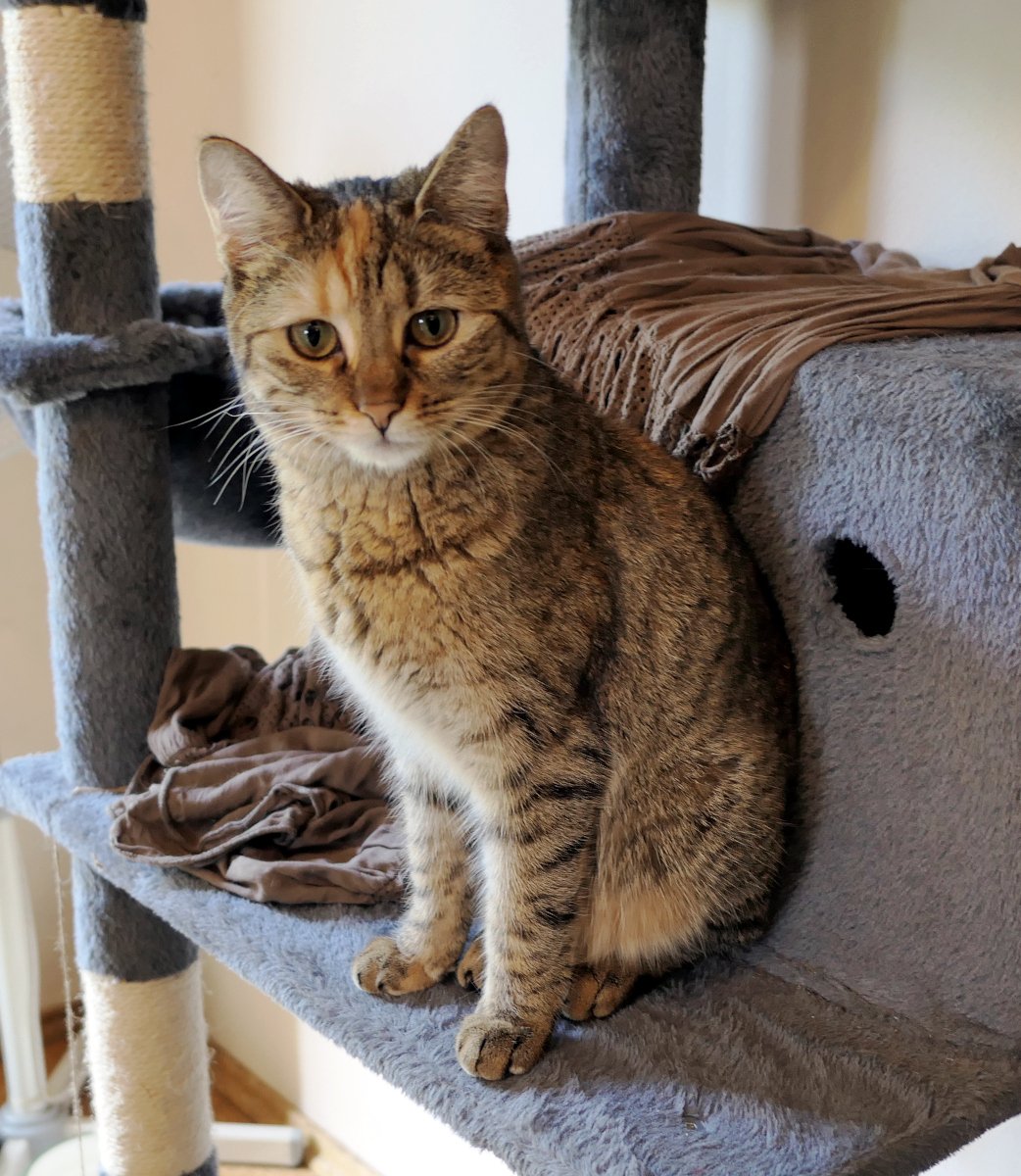 Katze Lilly sitzt aufmerksam vor ihrem Katzenhaus auf einem grauen Katzenbaum. Sie schaut direkt in die Kamera. Das warme Licht verleiht der Szene eine gemütliche und ruhige Atmosphäre Lilly-20260518