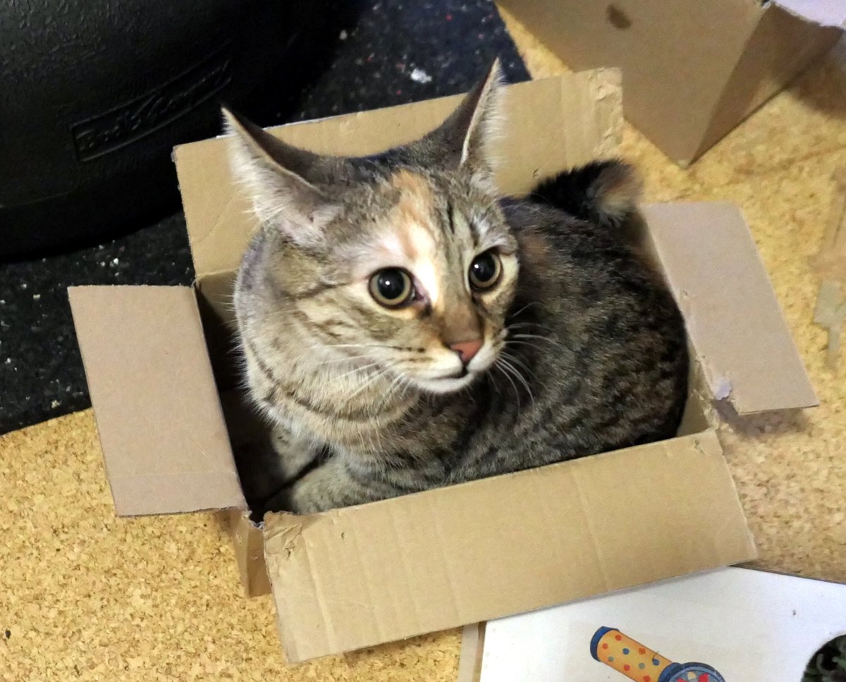 Katze Lilly sitzt vollständig in einem kleinen Karton, schaut direkt in die Kamera und wirkt, als würde sie sagen: „Bitte nicht zumachen und mich wegschicken!“ lilly-20251209